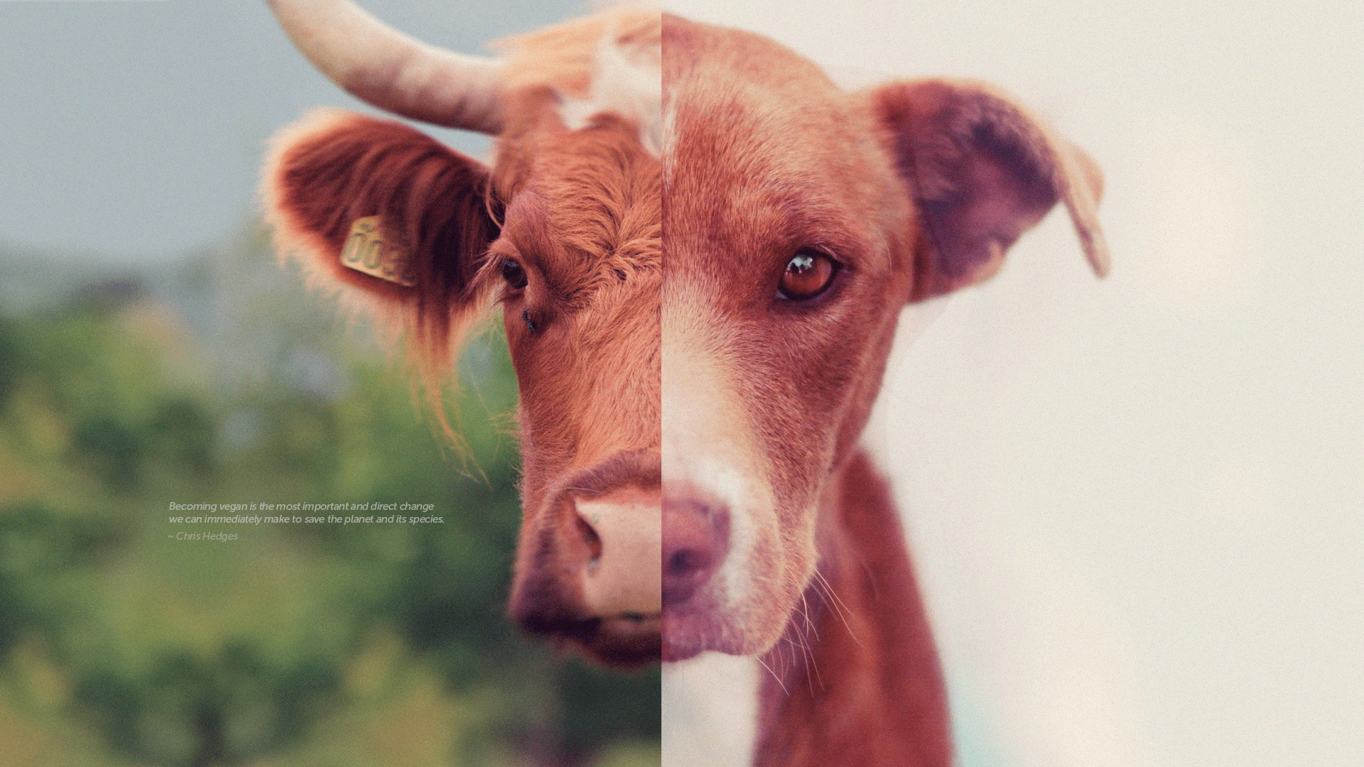 Vegan Wallpapers Wallpaper Cave