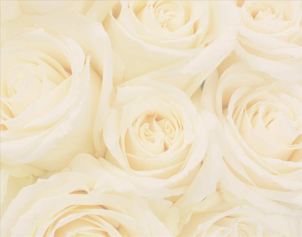 Ivory Rose Wallpapers Wallpaper Cave