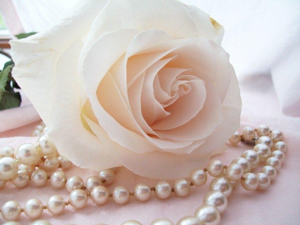 Ivory Rose Wallpapers Wallpaper Cave
