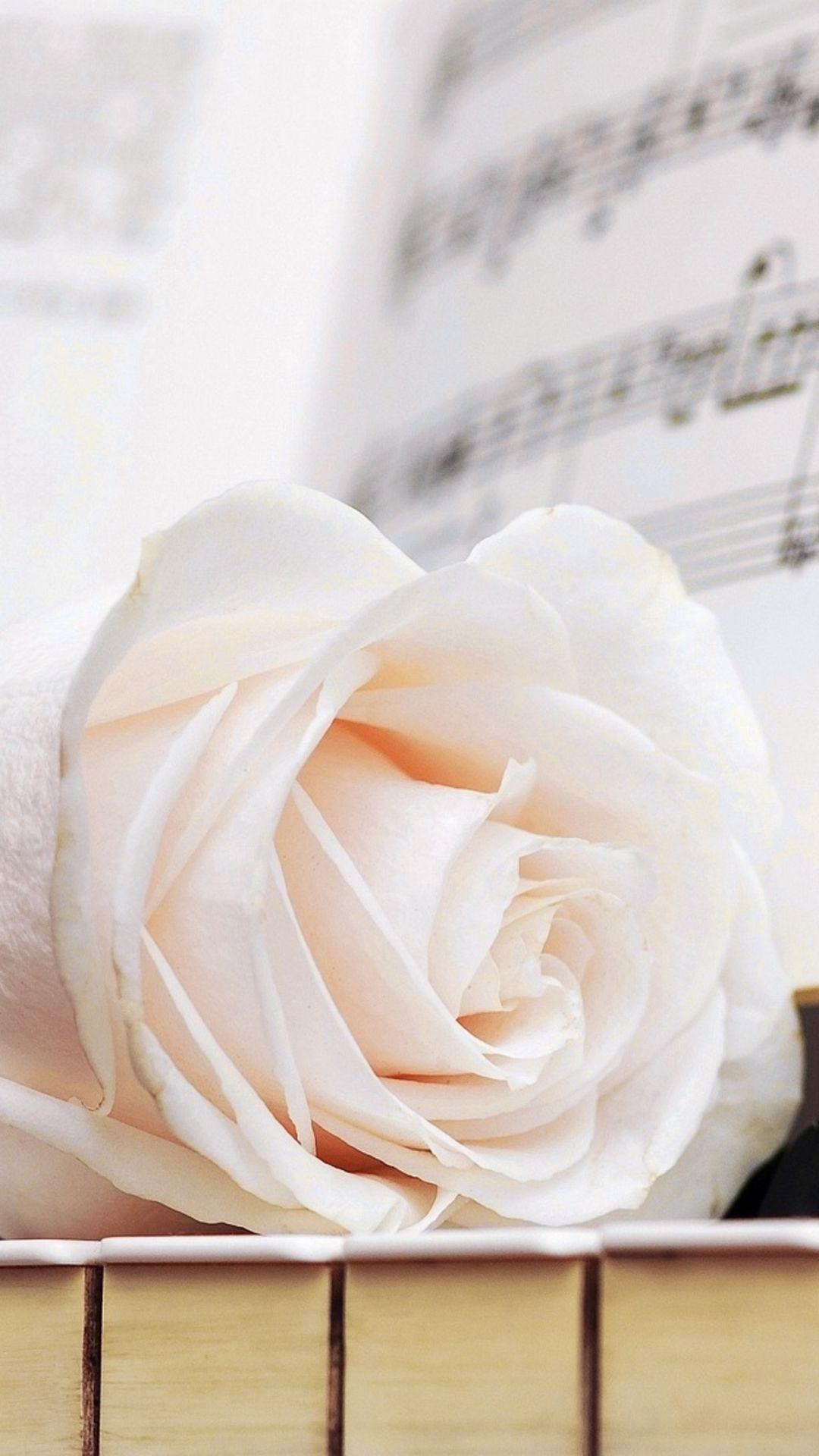 White Rose Piano Wallpaper