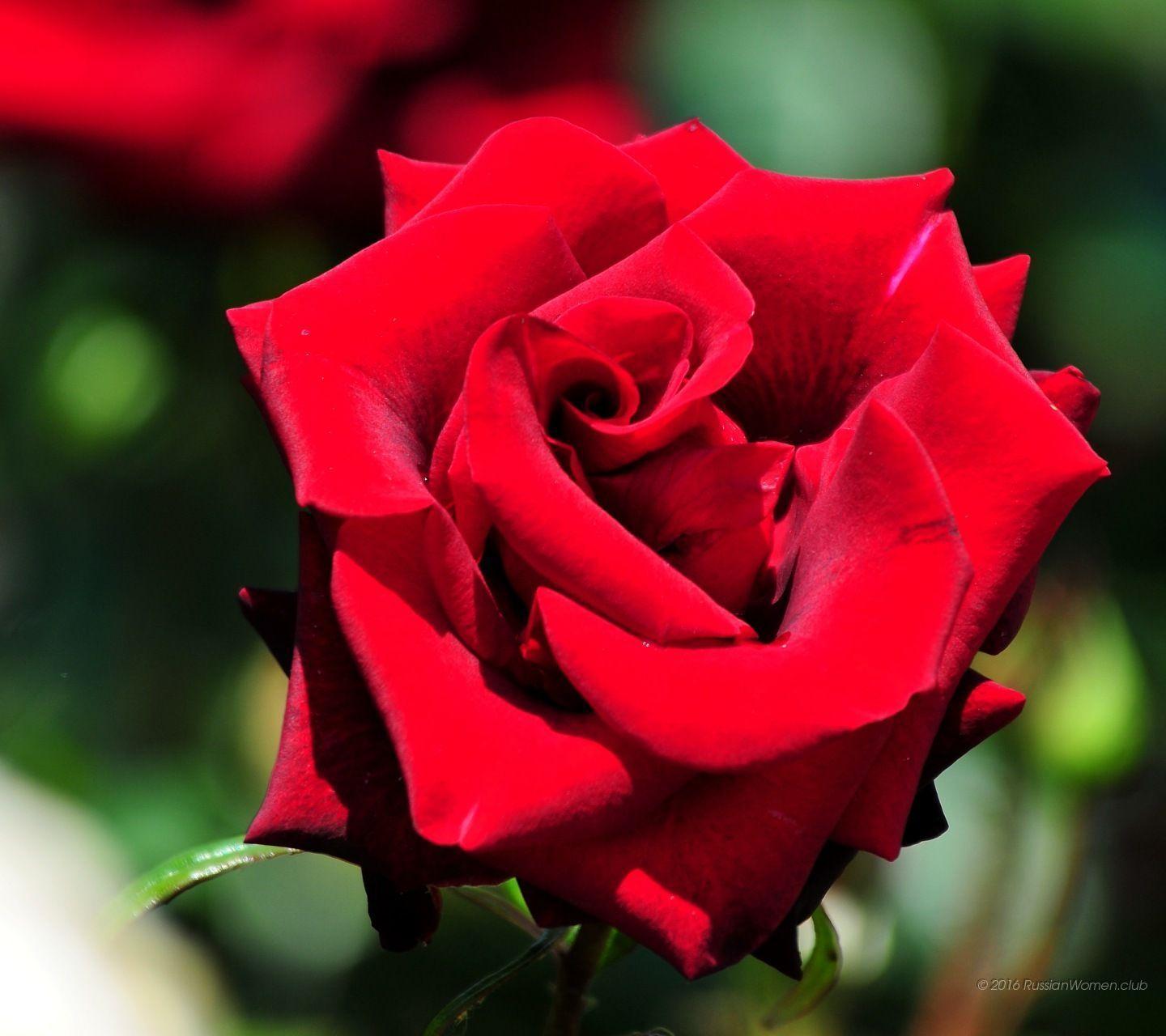 Vivo V5 Wallpapers Wallpaper Cave