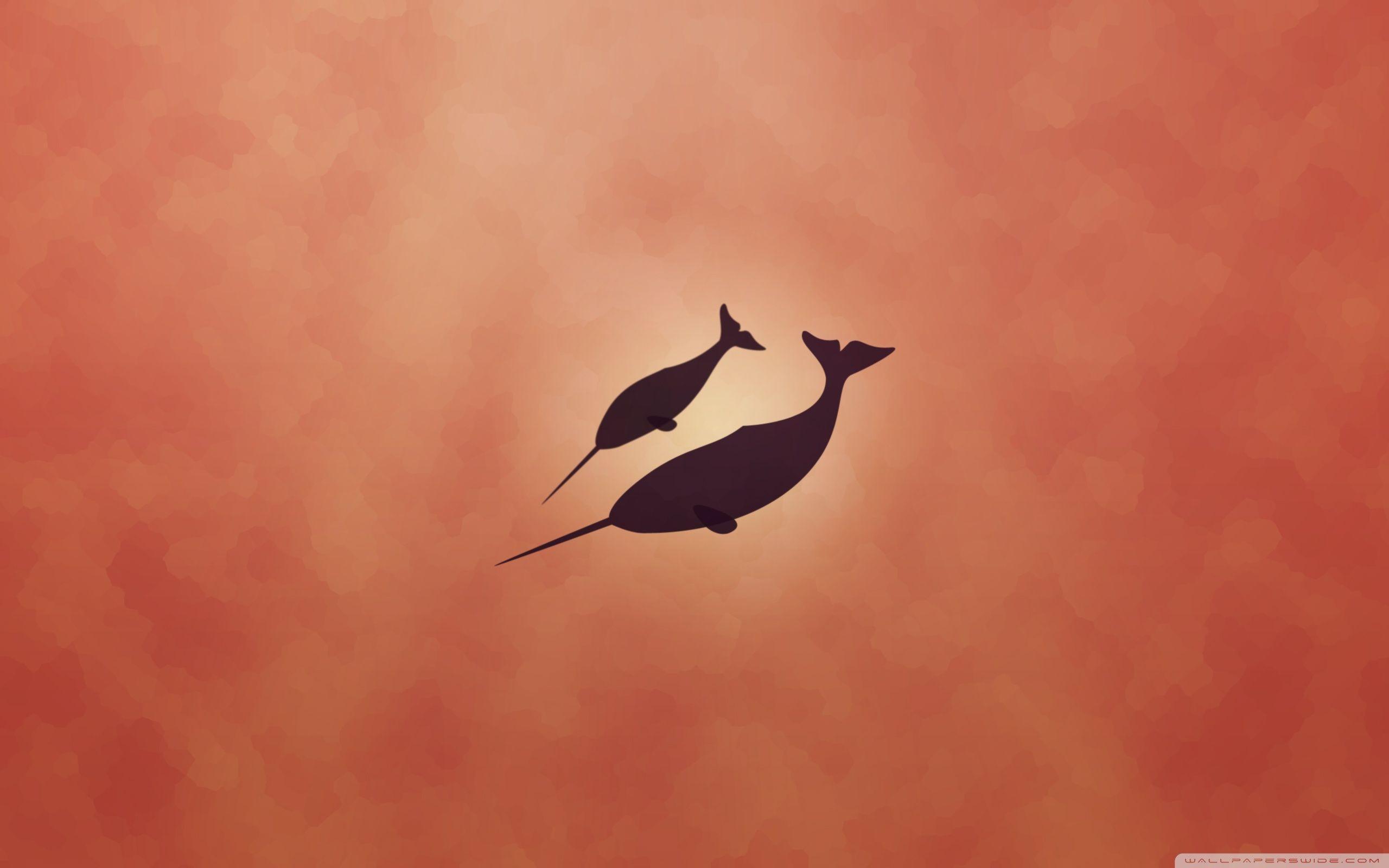 Narwhal Wallpapers Wallpaper Cave