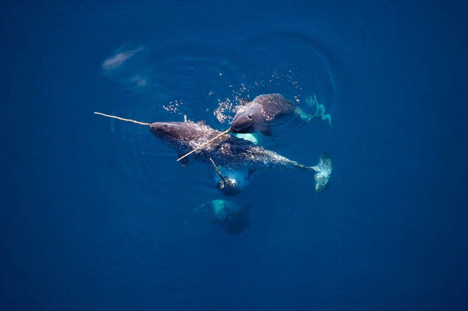 Narwhal Wallpapers Wallpaper Cave