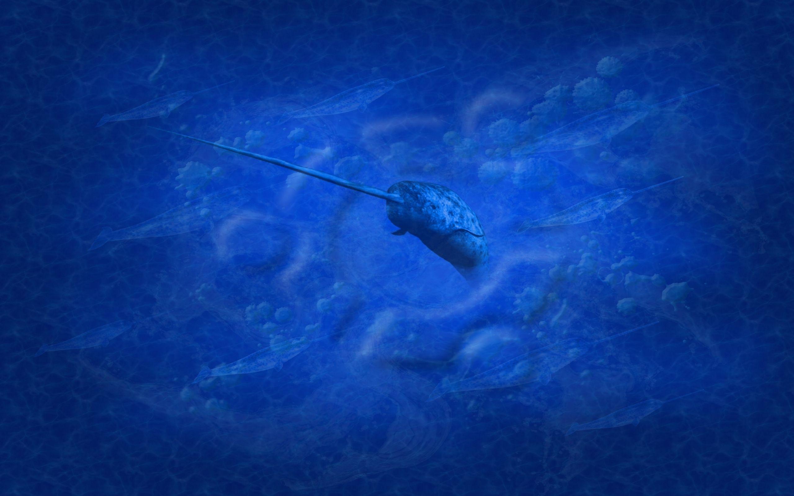 Narwhal Wallpapers Wallpaper Cave