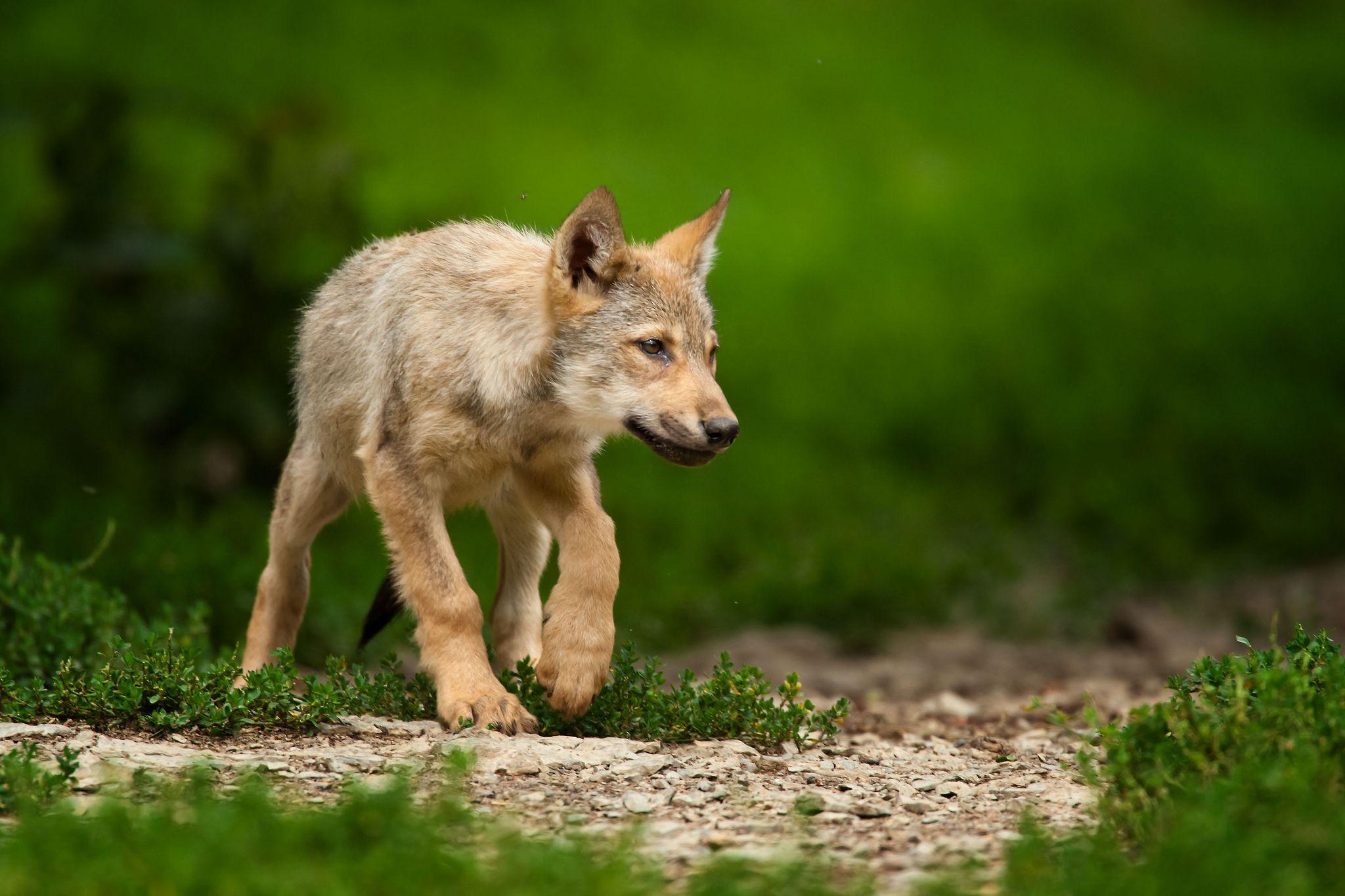 Baby Wolves Wallpapers Wallpaper Cave