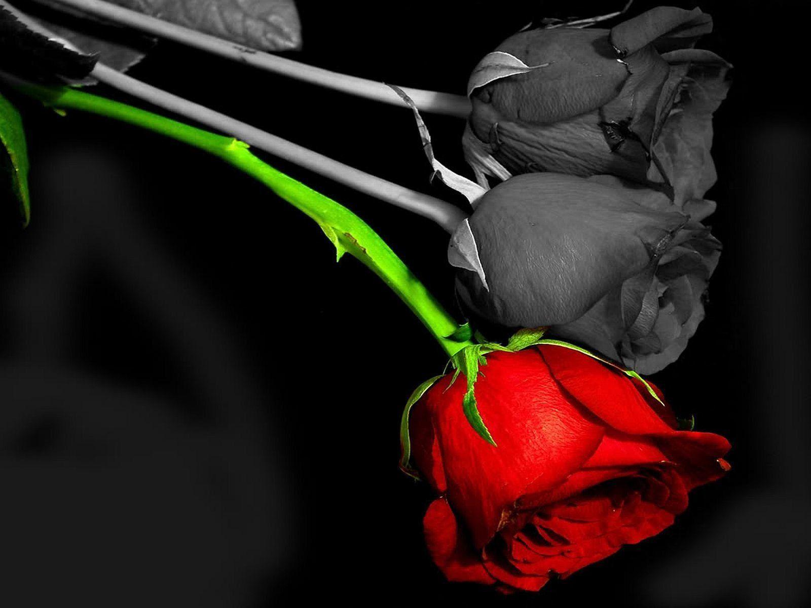 Red Rose Dil HD Wallpapers Wallpaper Cave