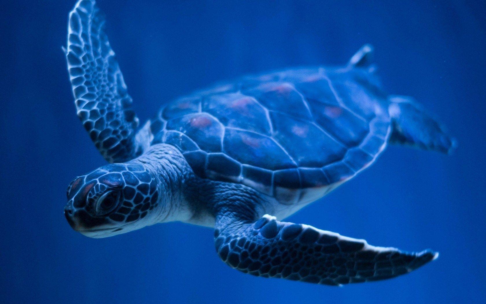 Turtle Underwater Wallpapers Wallpaper Cave