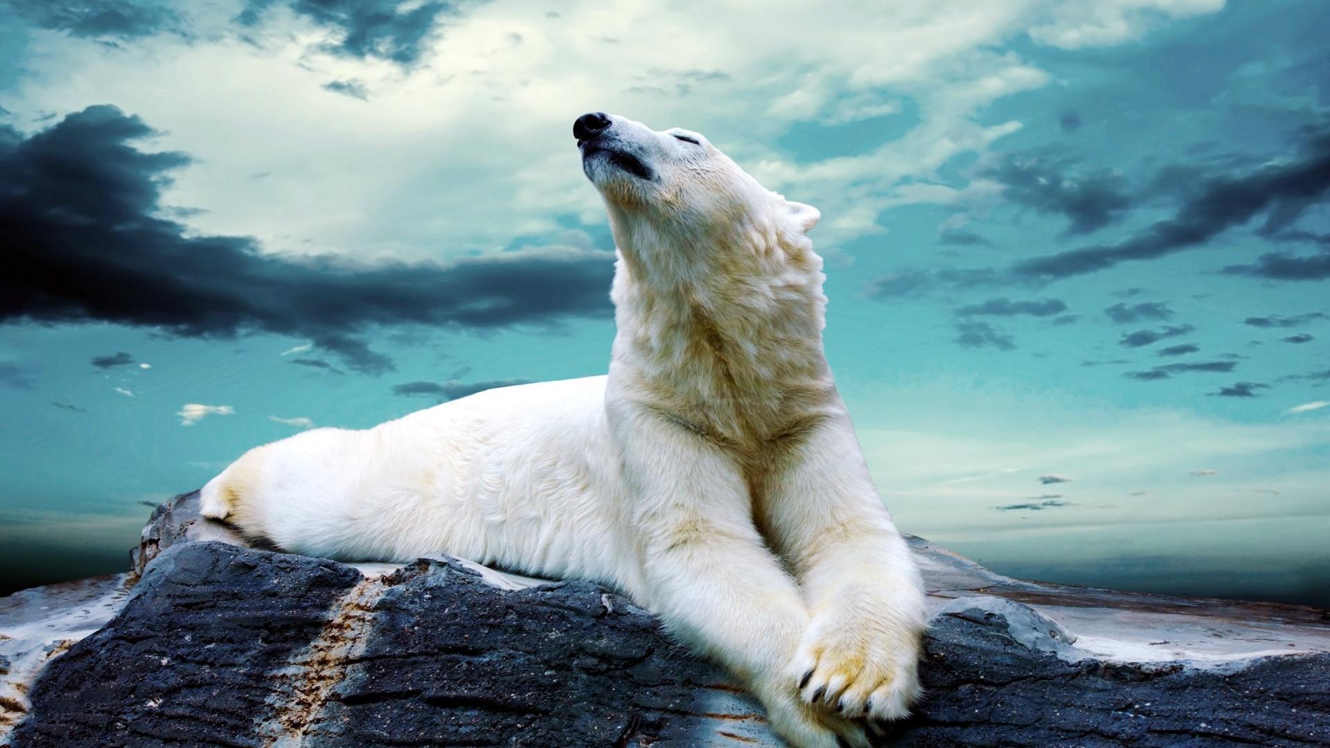 Polar Bears Wallpapers Wallpaper Cave