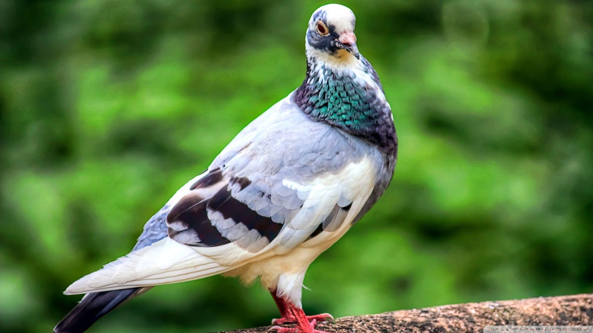 Pigeon Wallpapers Wallpaper Cave