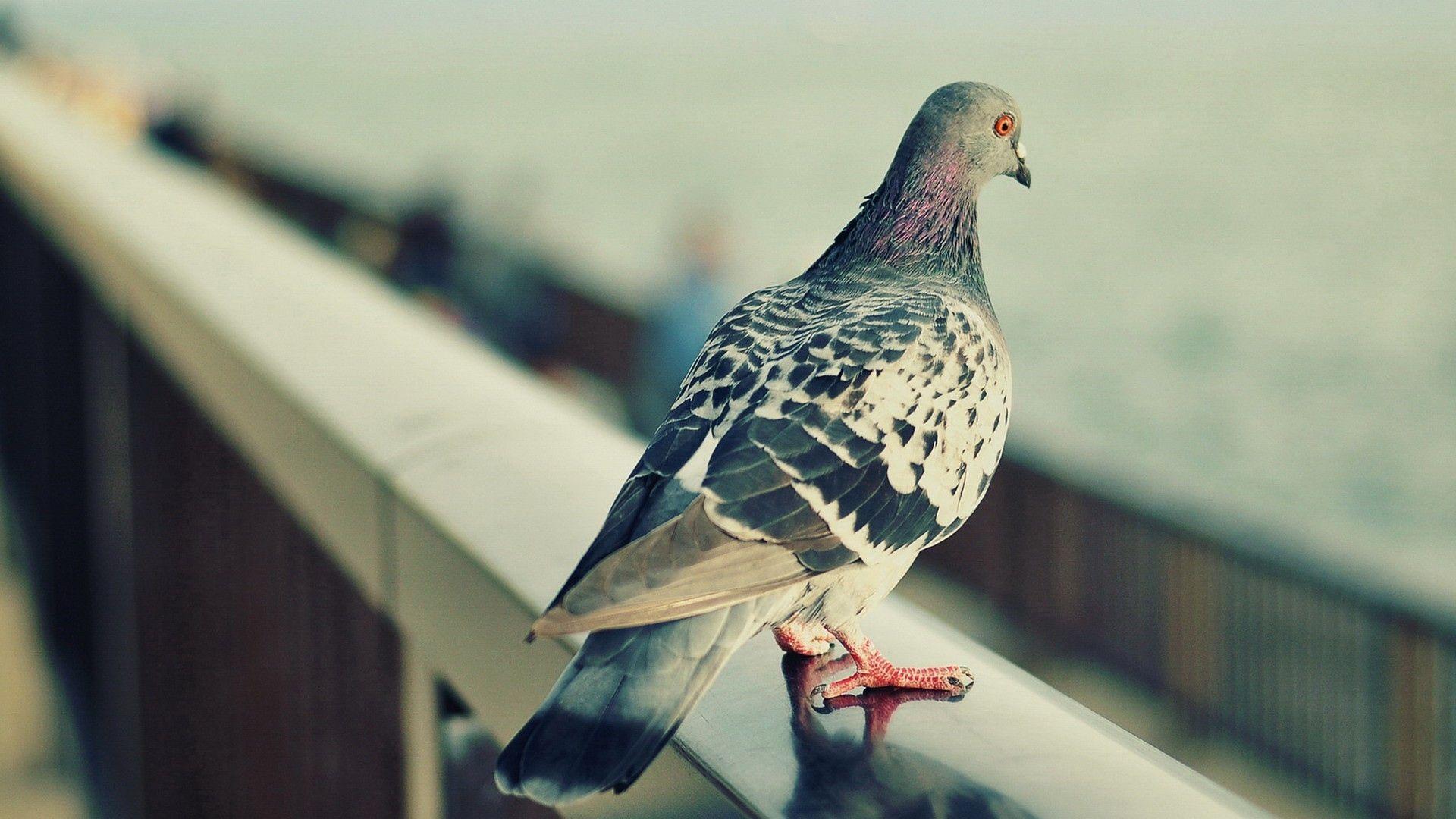 Pigeon Wallpapers Wallpaper Cave