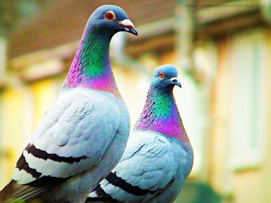 Pigeons Wallpapers Wallpaper Cave