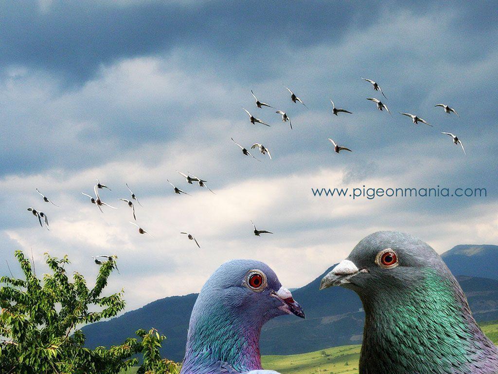 Pigeon Wallpapers Wallpaper Cave