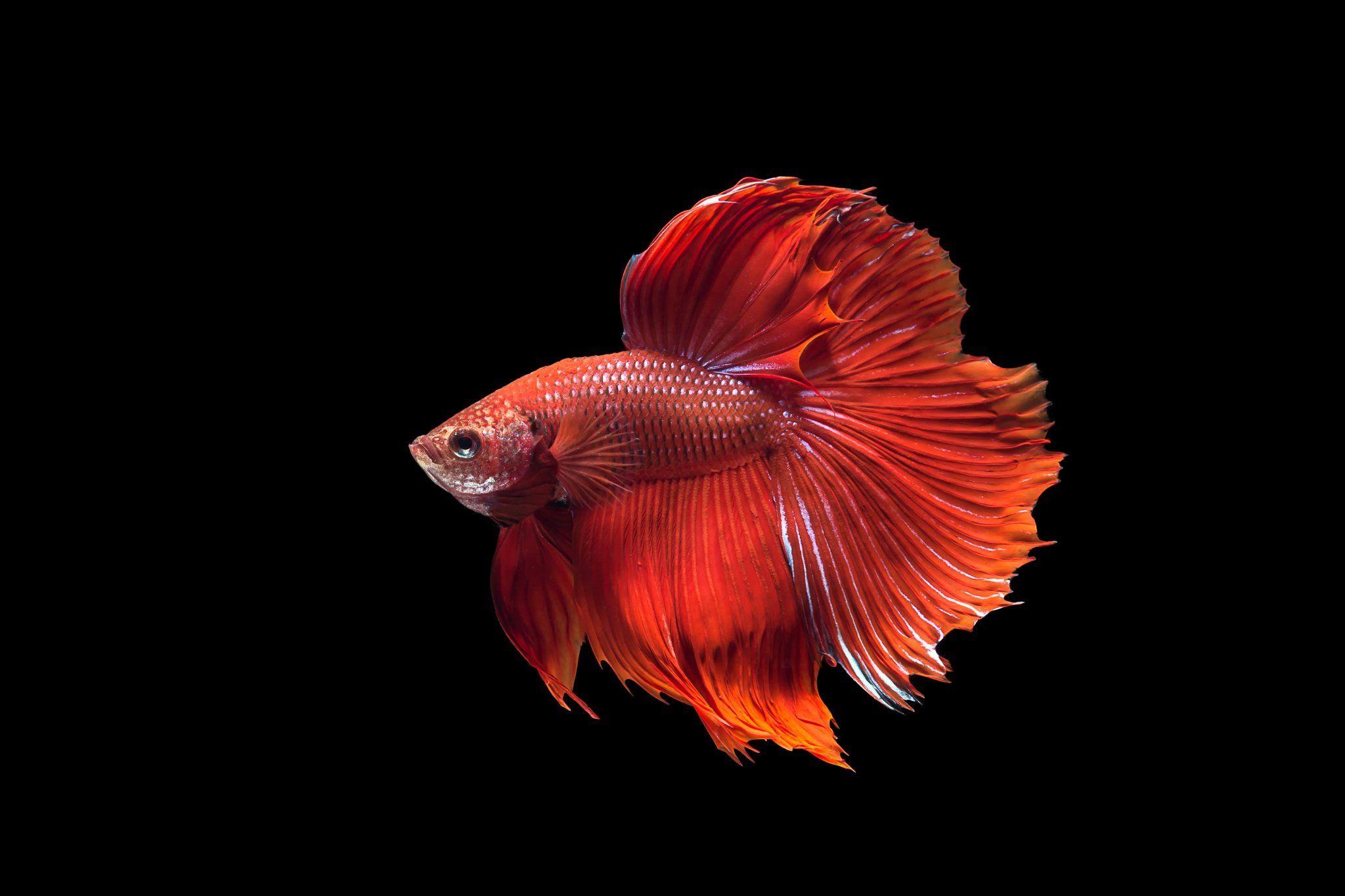 Betta Fish Wallpapers Wallpaper Cave