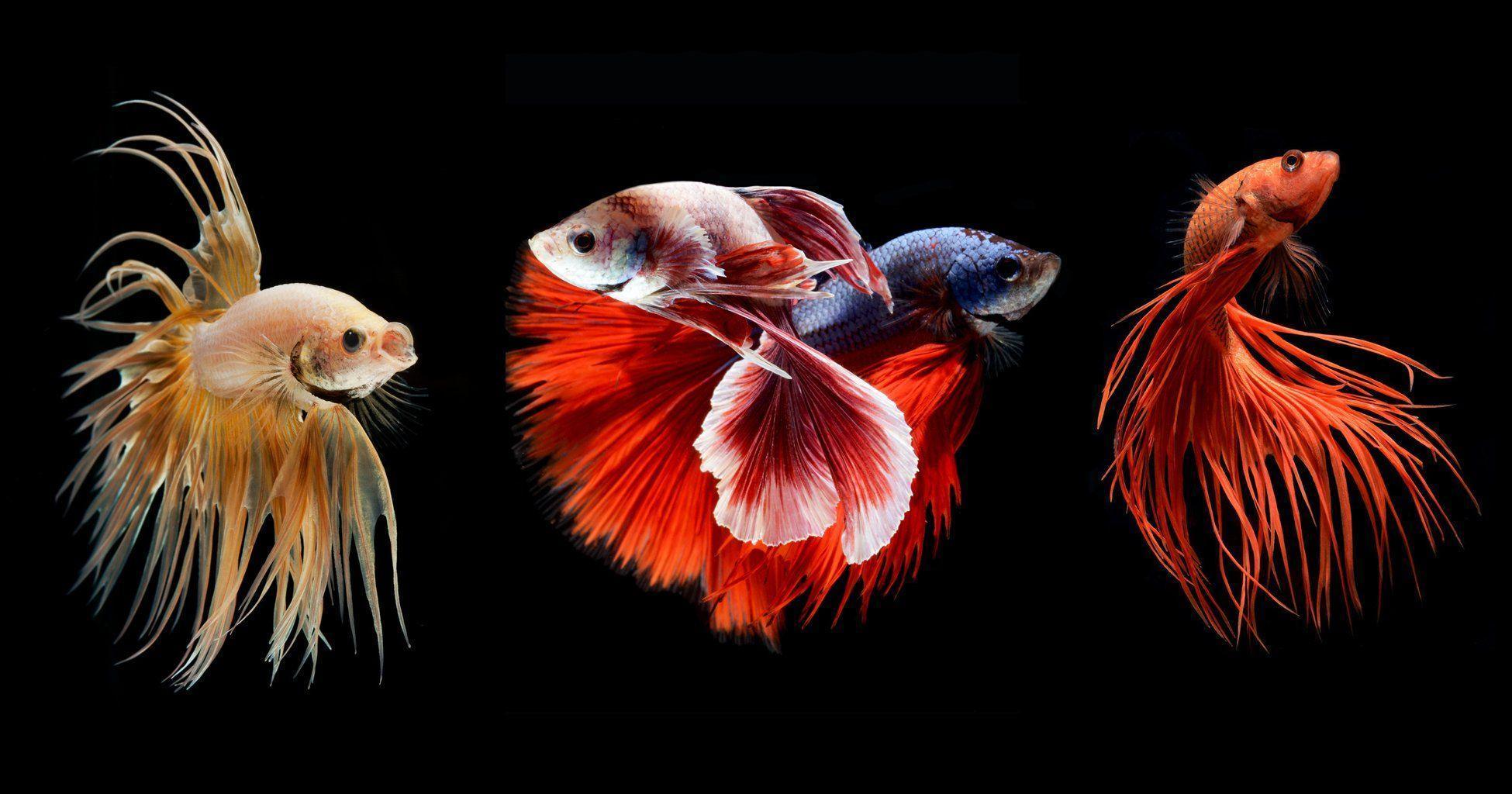 Betta Fish Wallpapers Wallpaper Cave