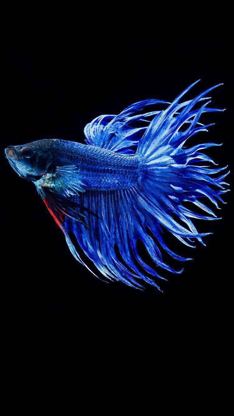 Betta Fish Wallpapers Wallpaper Cave