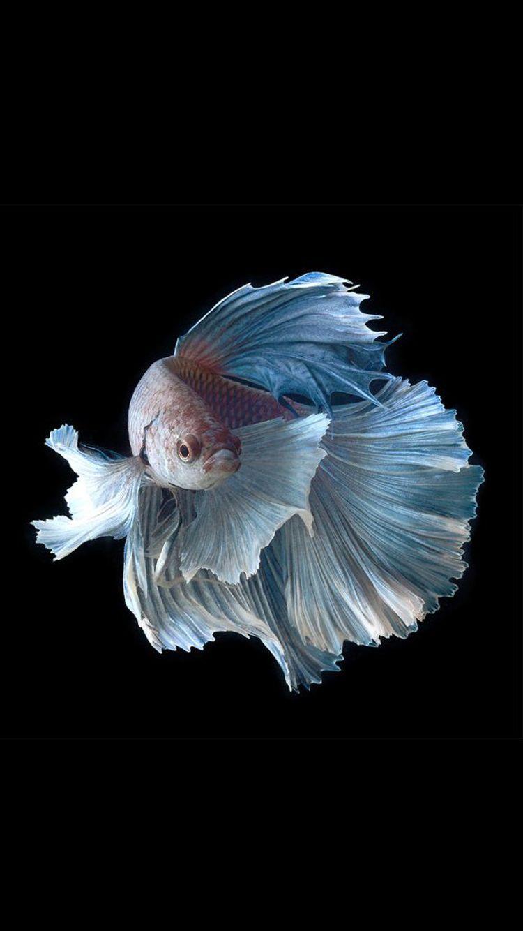 Betta Fish Wallpapers Wallpaper Cave