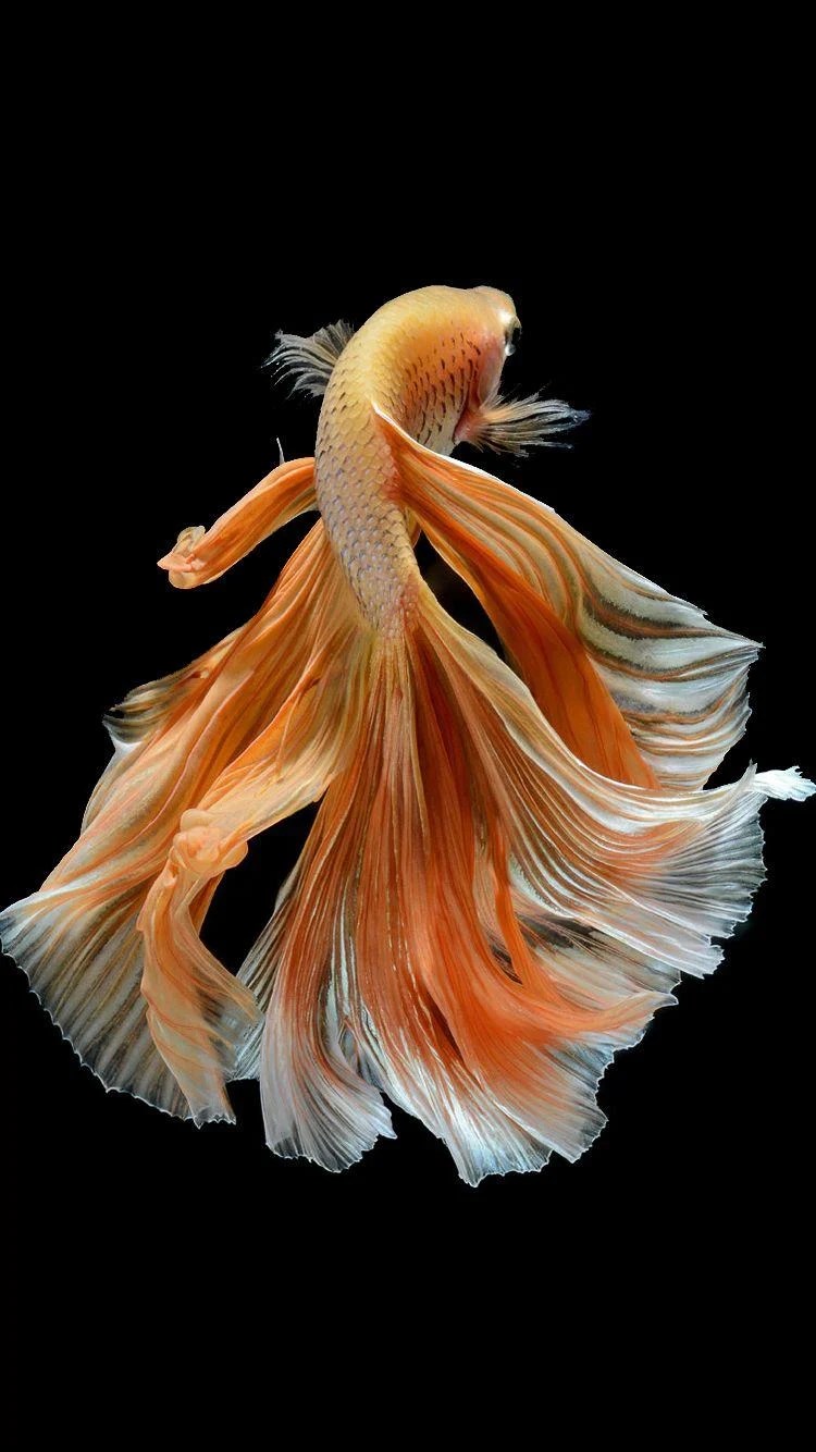 Betta Fish Wallpapers Wallpaper Cave
