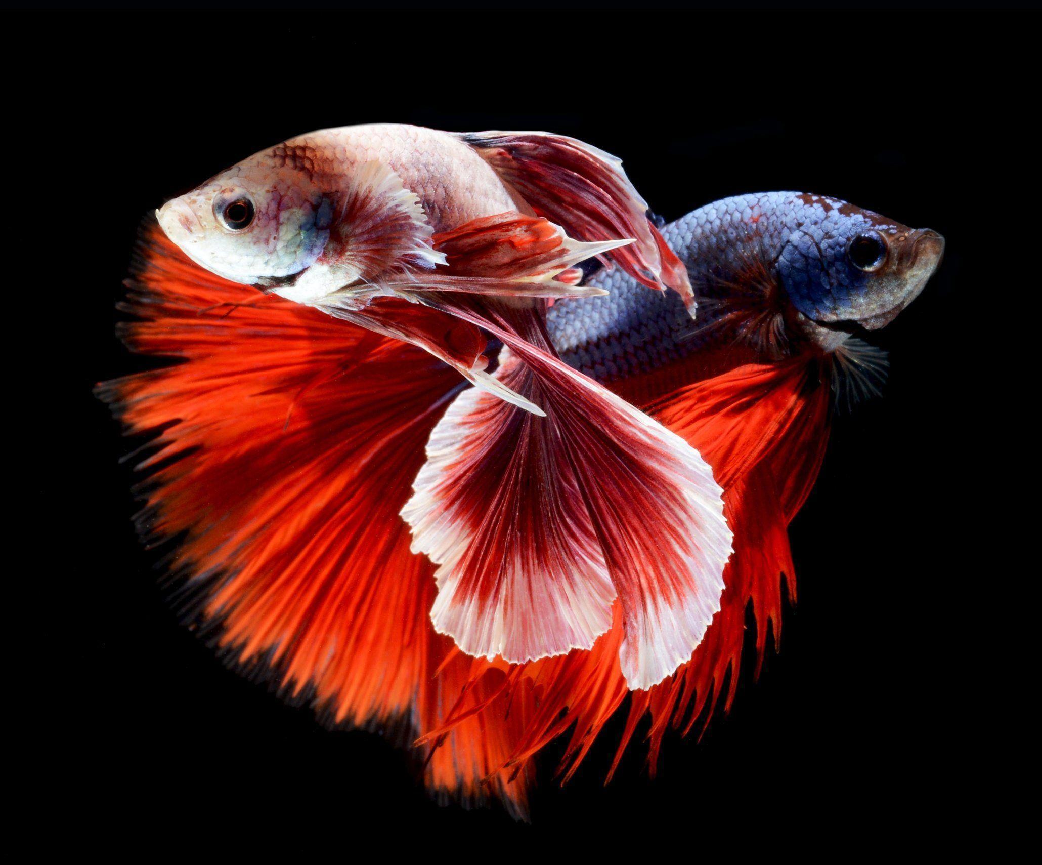 Betta Fish Wallpapers Wallpaper Cave