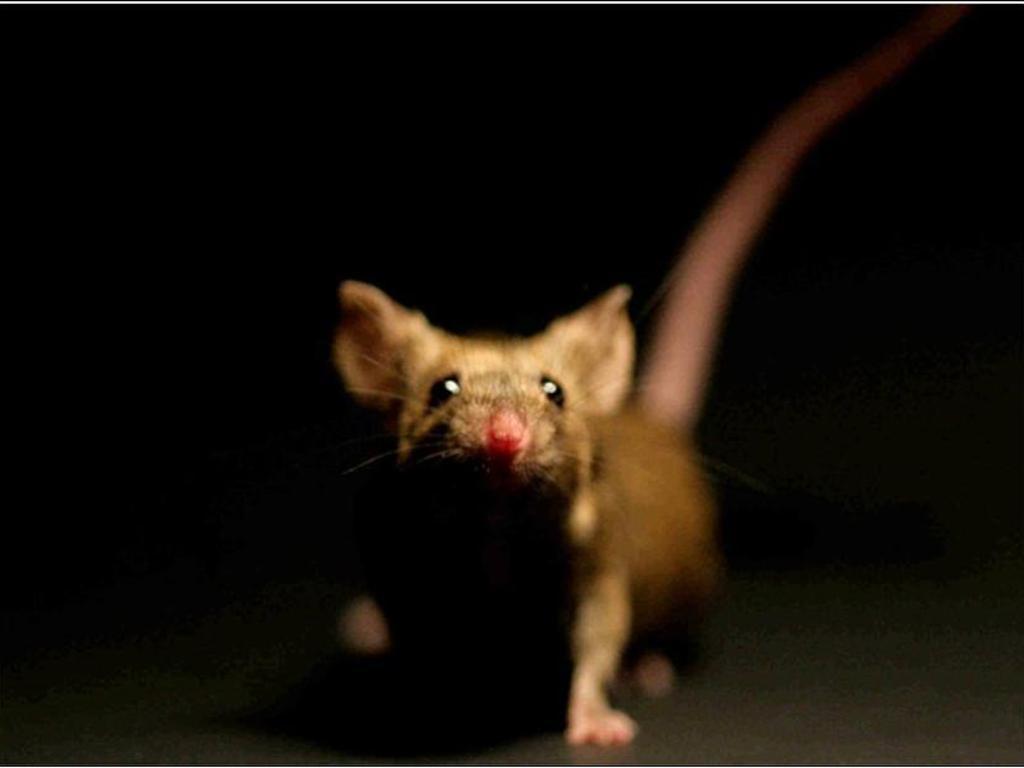 Mice Wallpapers Wallpaper Cave