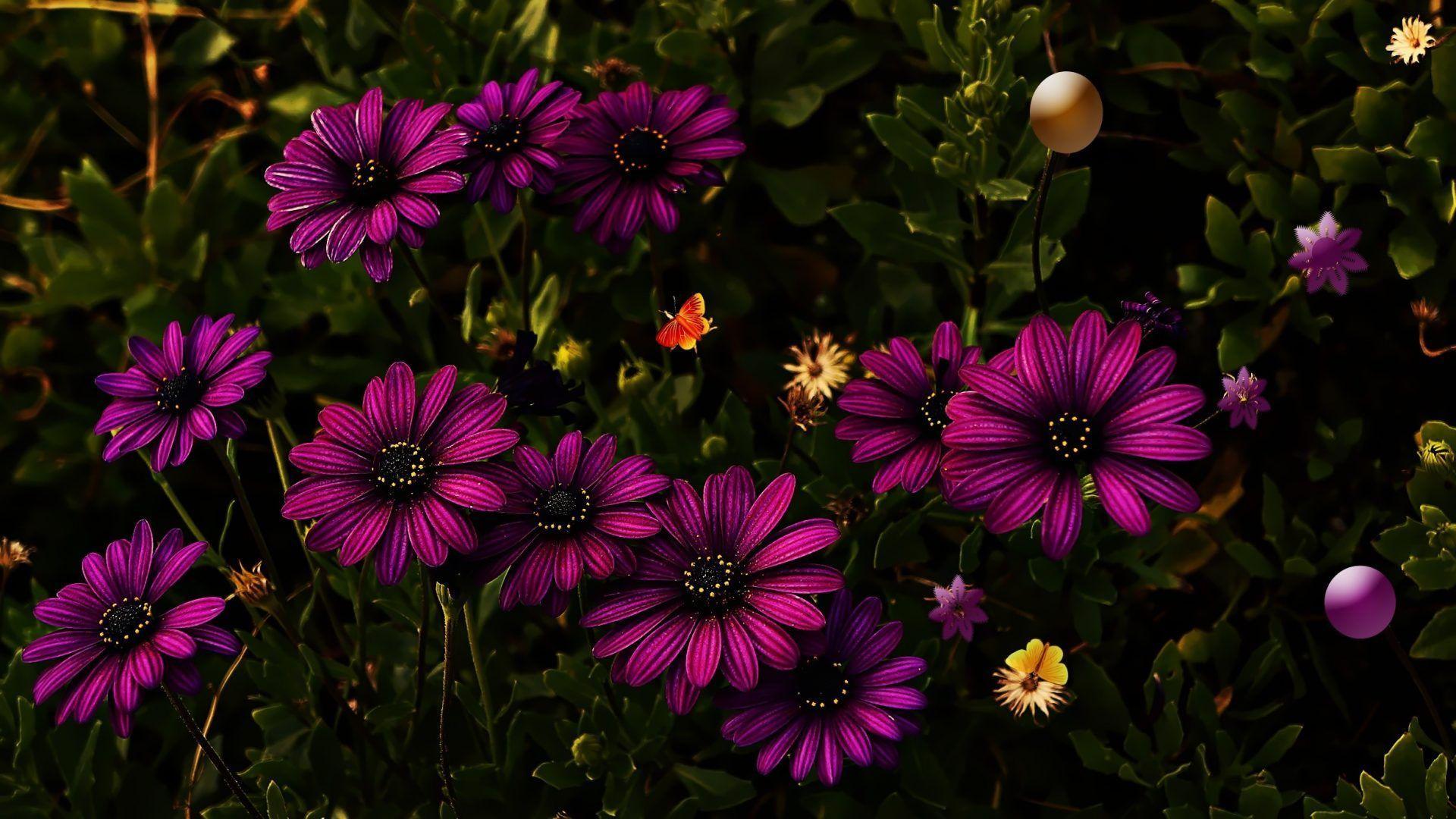 Harmony Wallpapers Wallpaper Cave