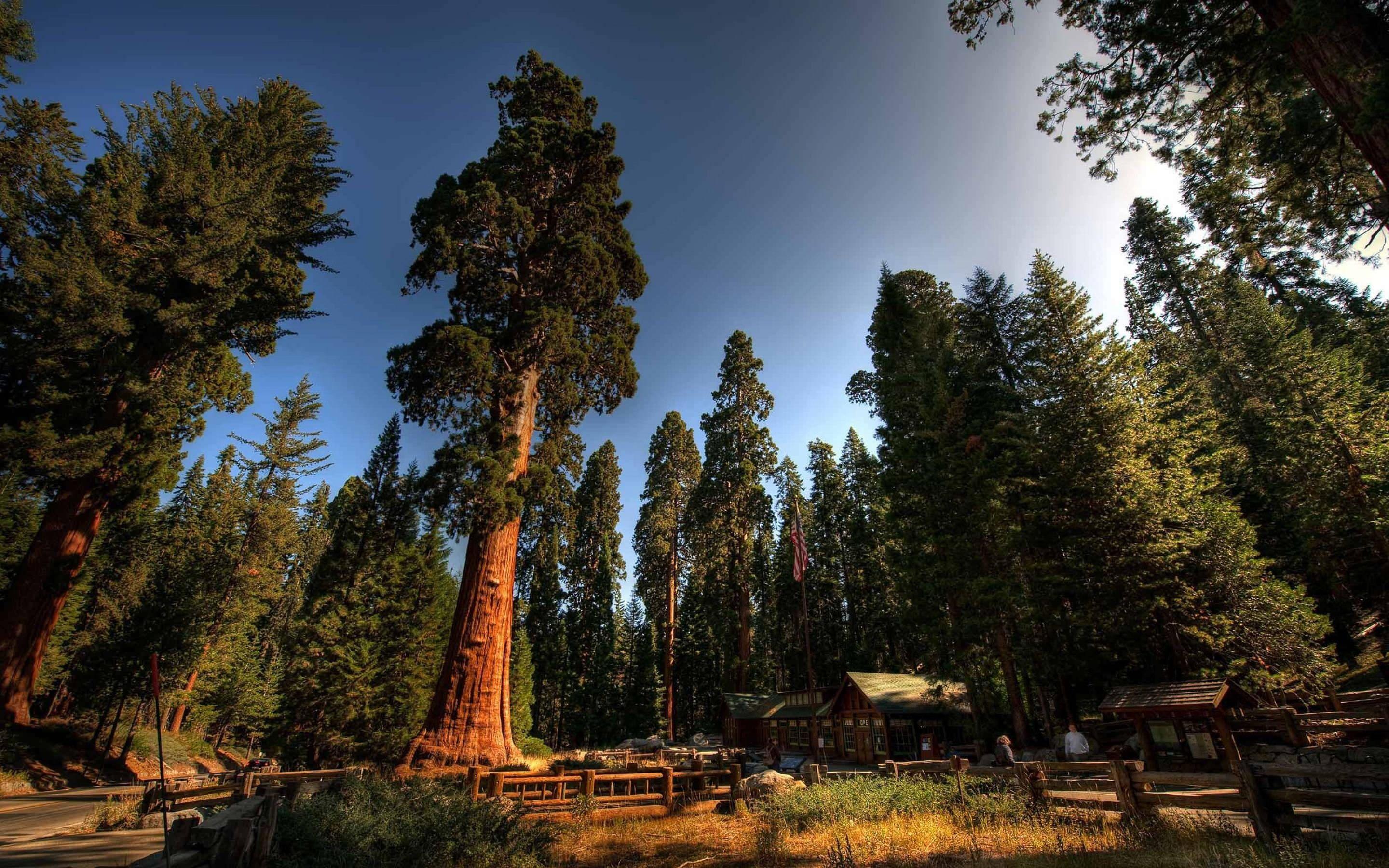 Sequoia National Park Wallpapers Wallpaper Cave