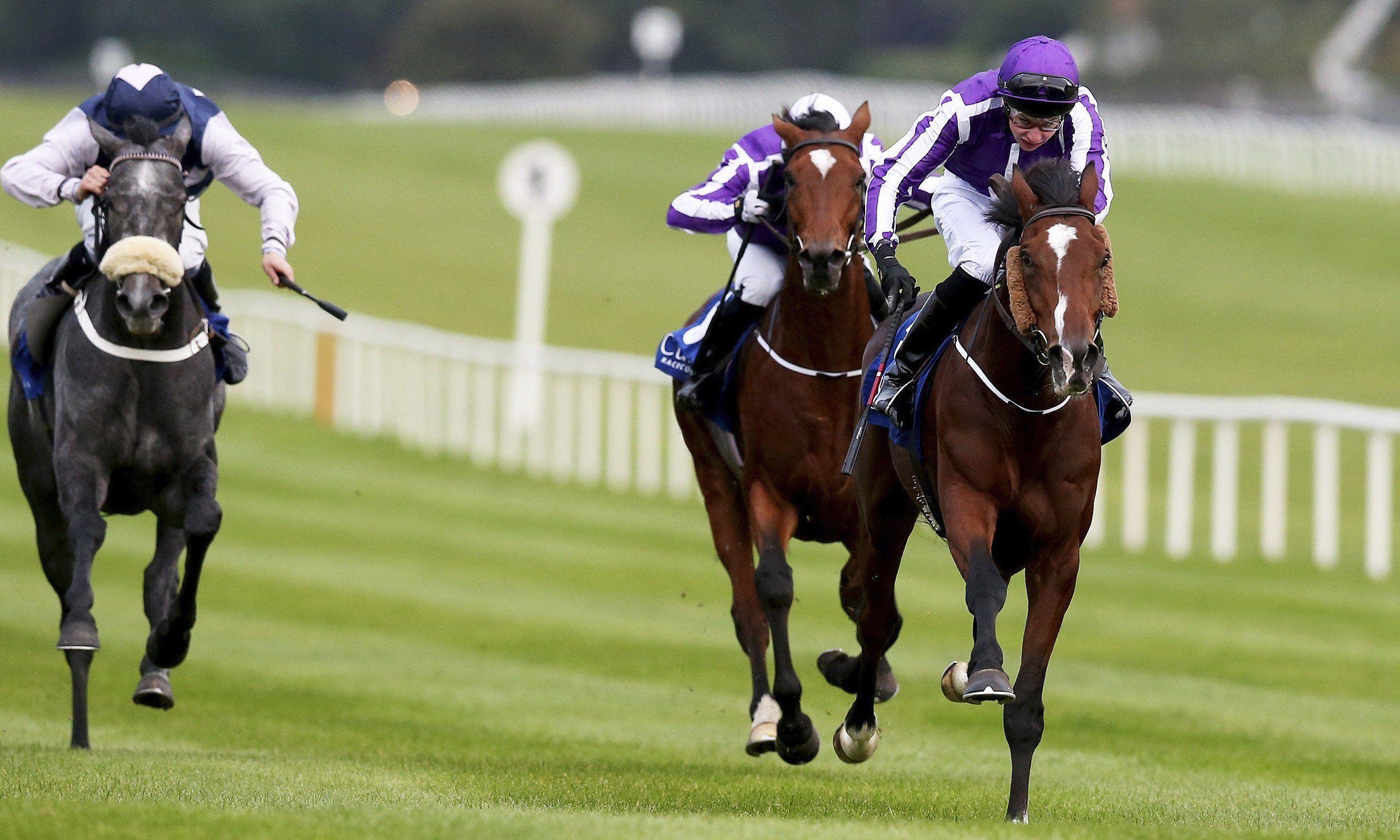 Race Horses Wallpapers Wallpaper Cave