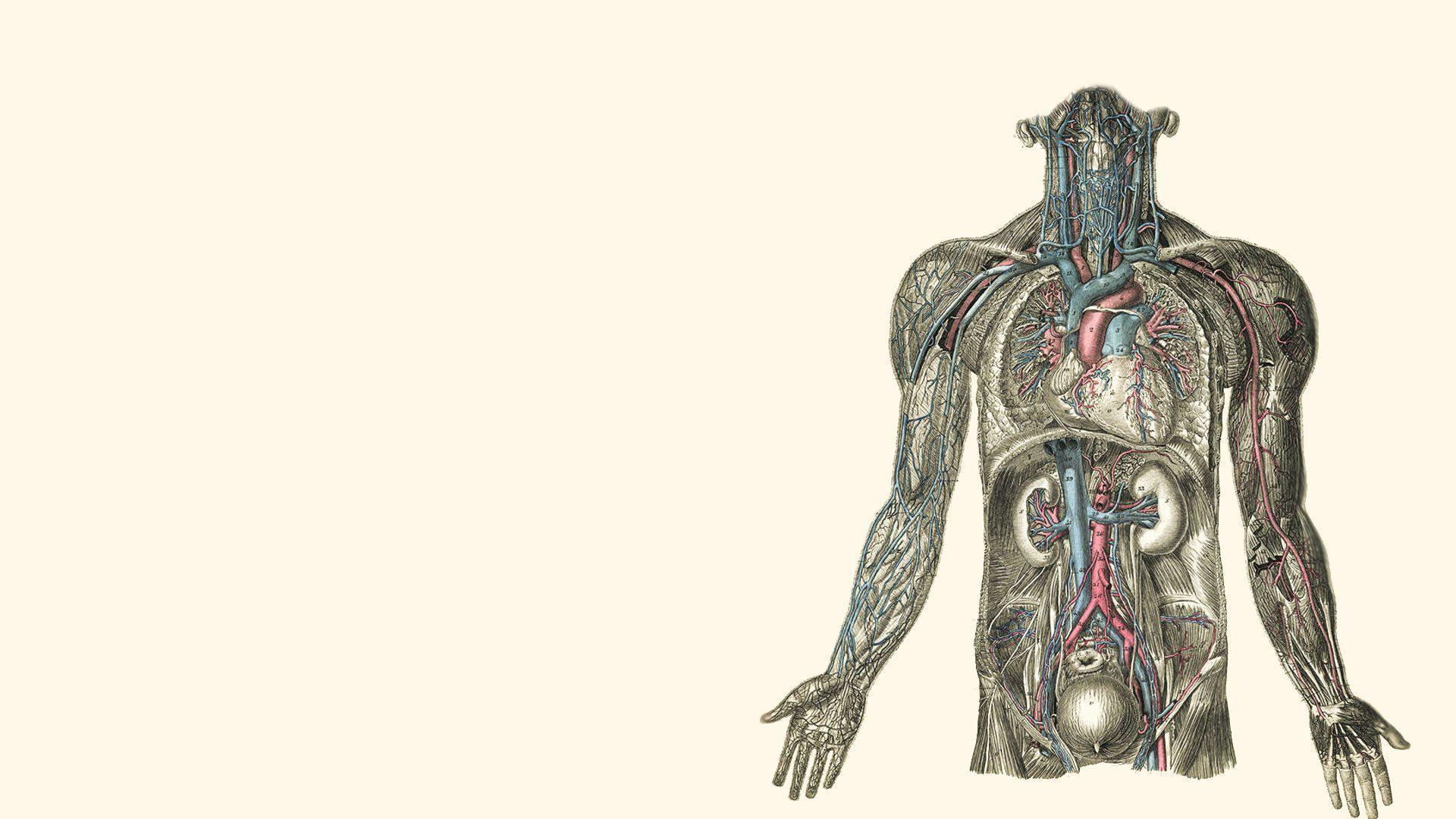Human Body Wallpapers Wallpaper Cave