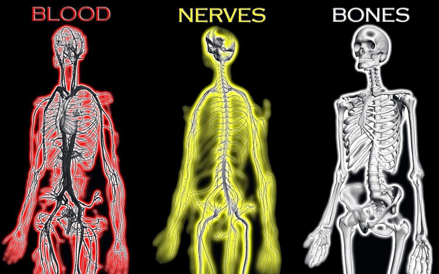 Human Body Wallpapers Wallpaper Cave
