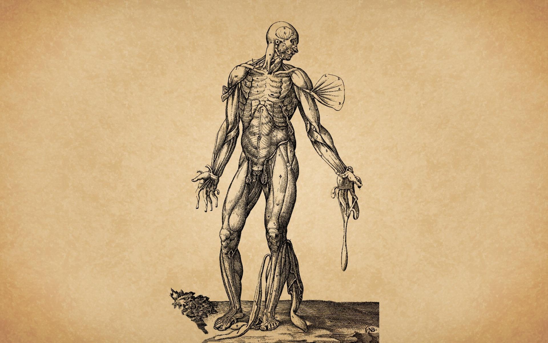 Human Body Wallpapers Wallpaper Cave