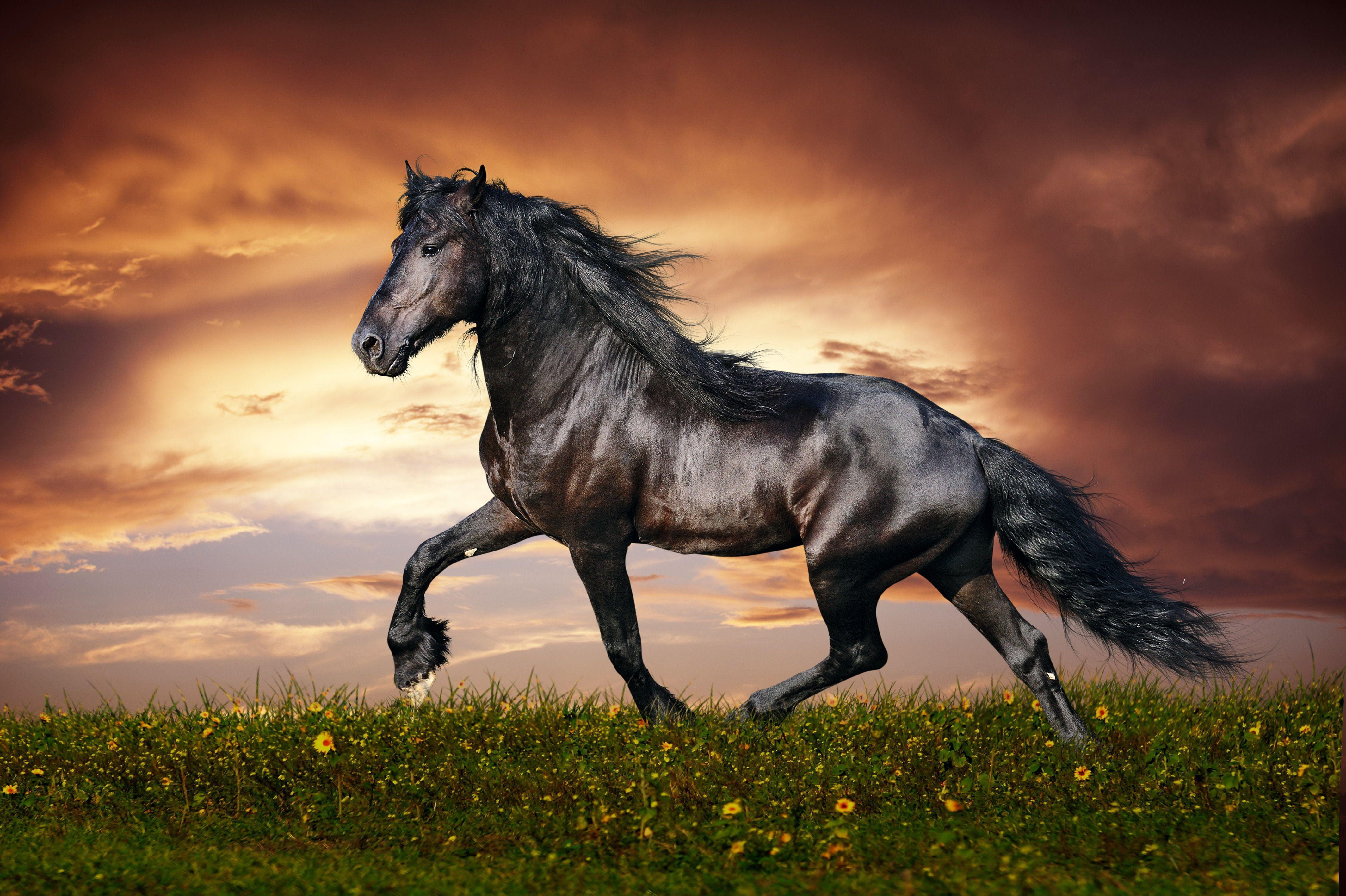 Black Horse Wallpapers Wallpaper Cave