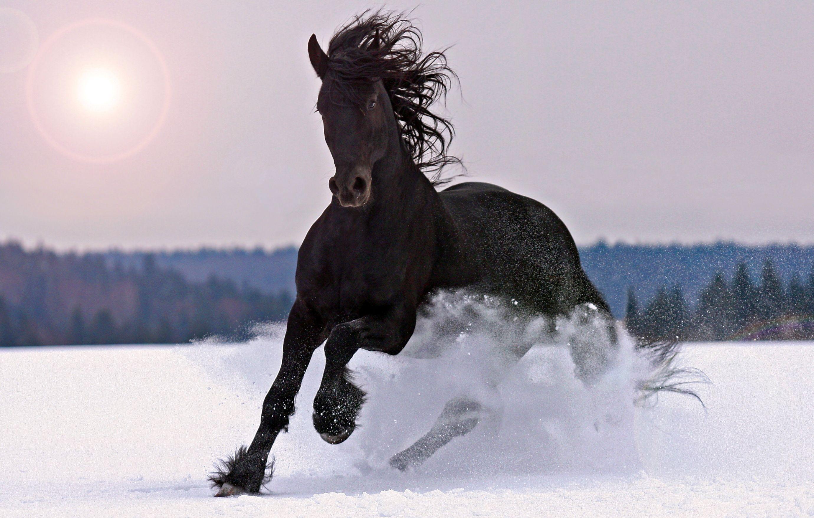 Black Horse Wallpapers Wallpaper Cave