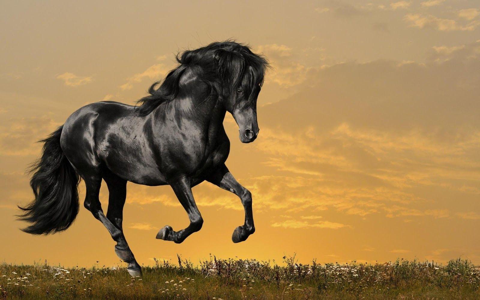 Black Horse Wallpapers Wallpaper Cave