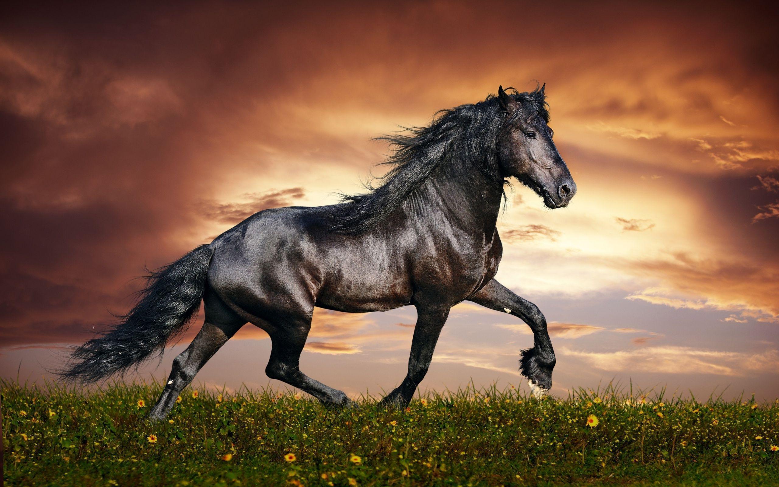 Black Horse Wallpapers Wallpaper Cave