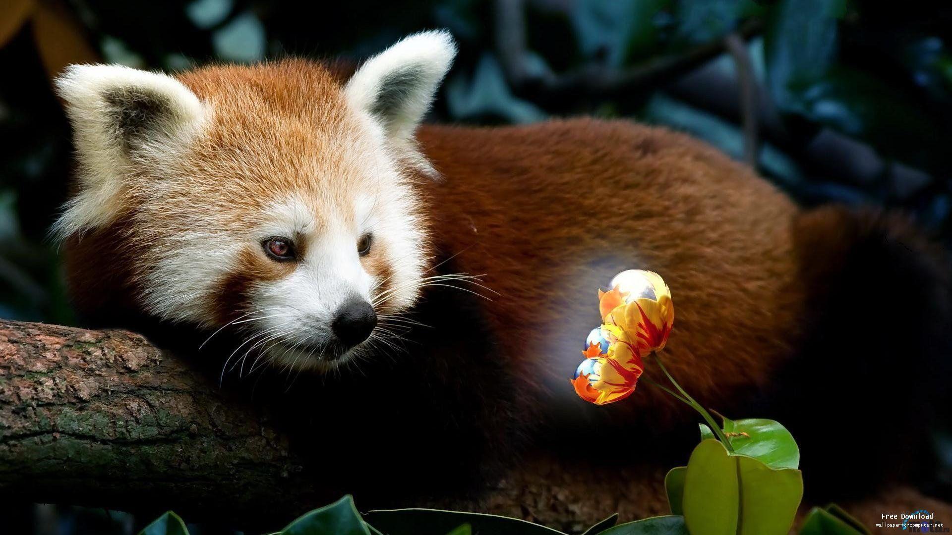 Red Pandas Wallpapers Wallpaper Cave