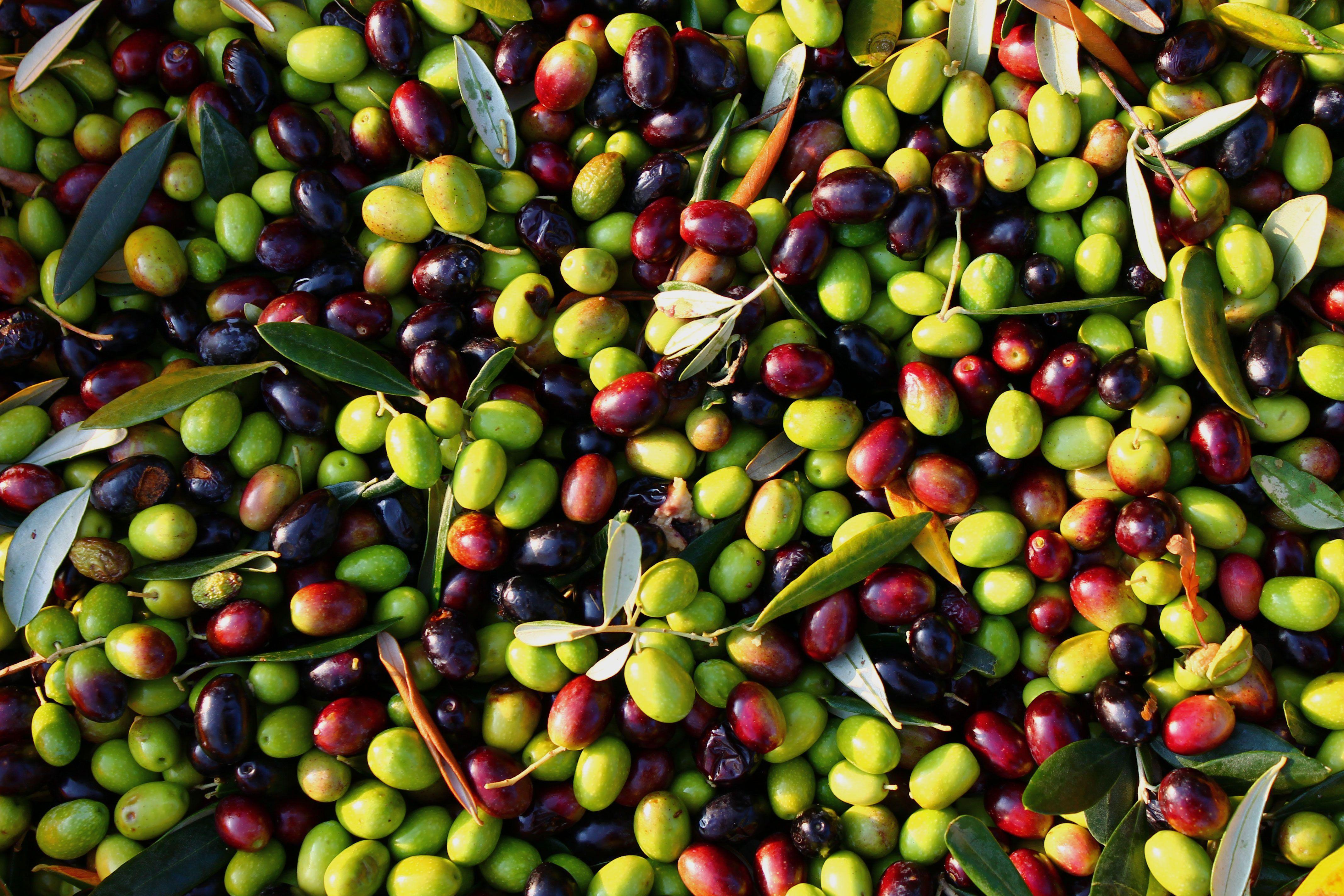 Olive Wallpapers Wallpaper Cave