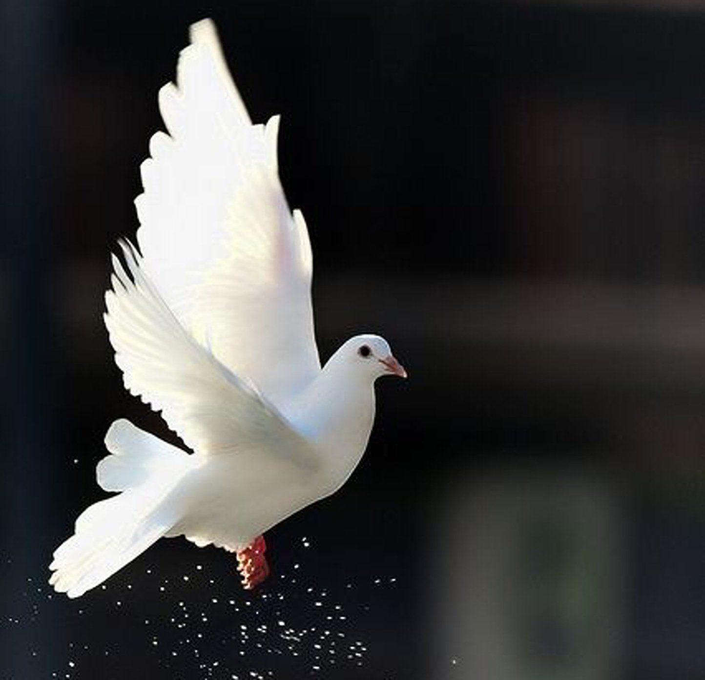 Doves Wallpapers Wallpaper Cave