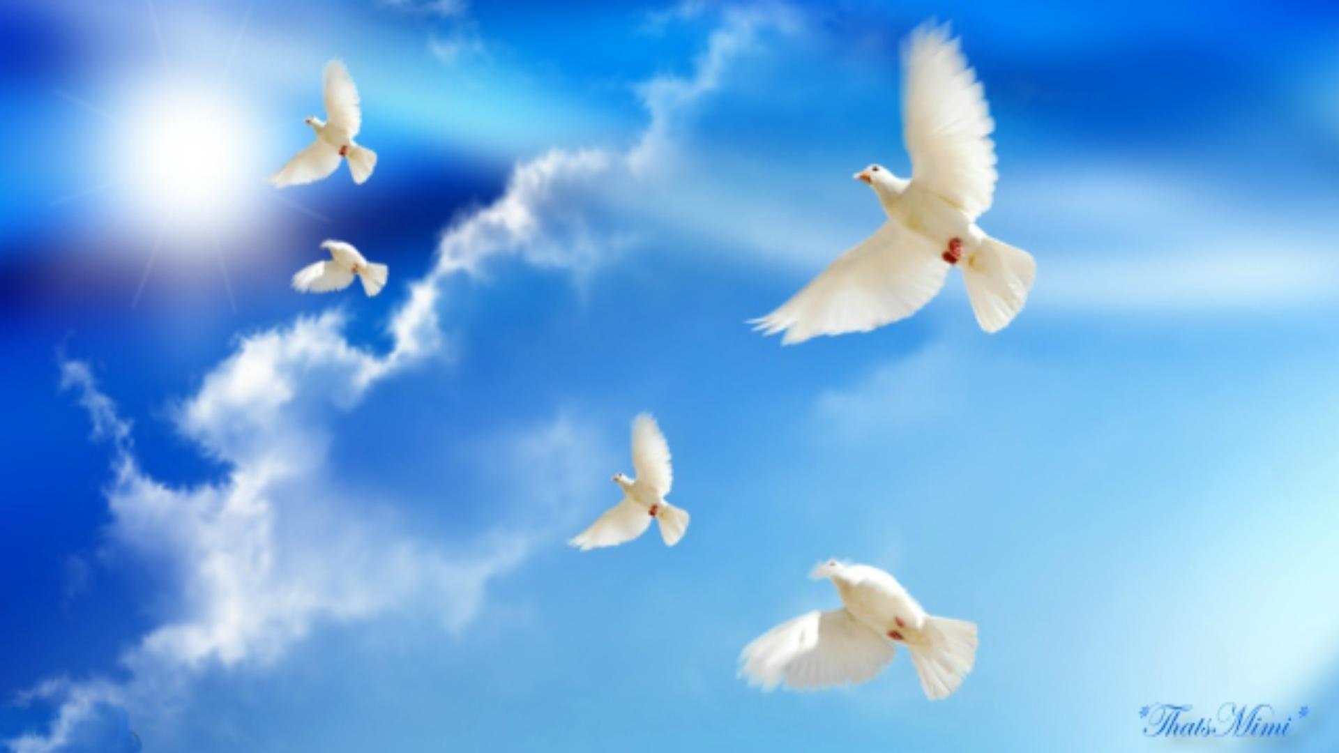 White Dove Wallpapers Wper Wallpaper vrogue.co