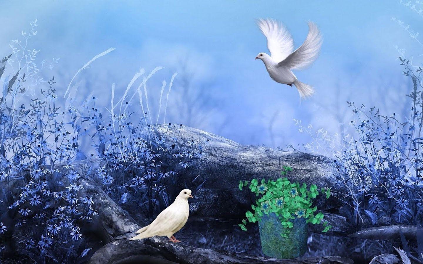 Doves Wallpapers Wallpaper Cave