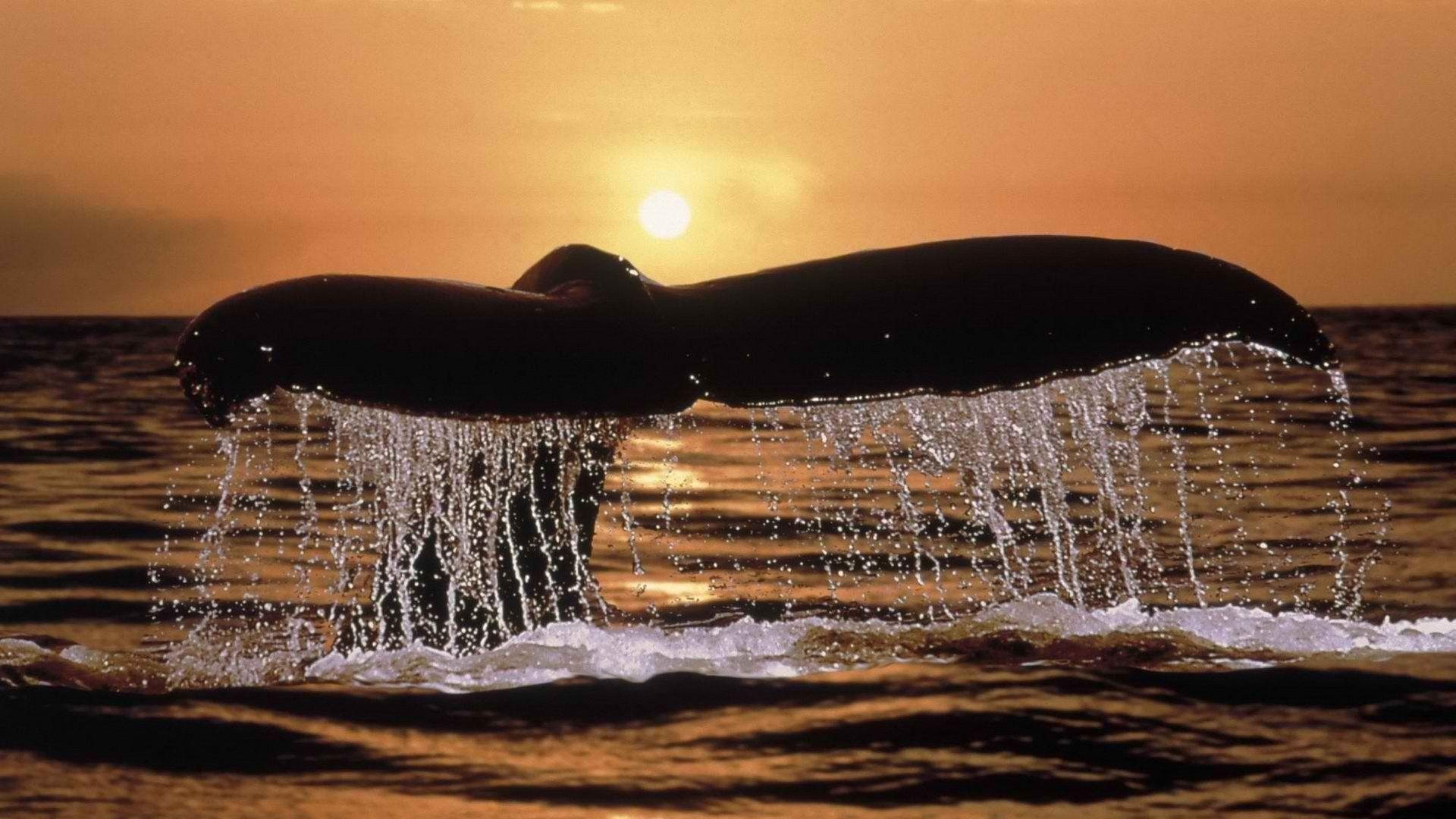 Whales Wallpapers Wallpaper Cave