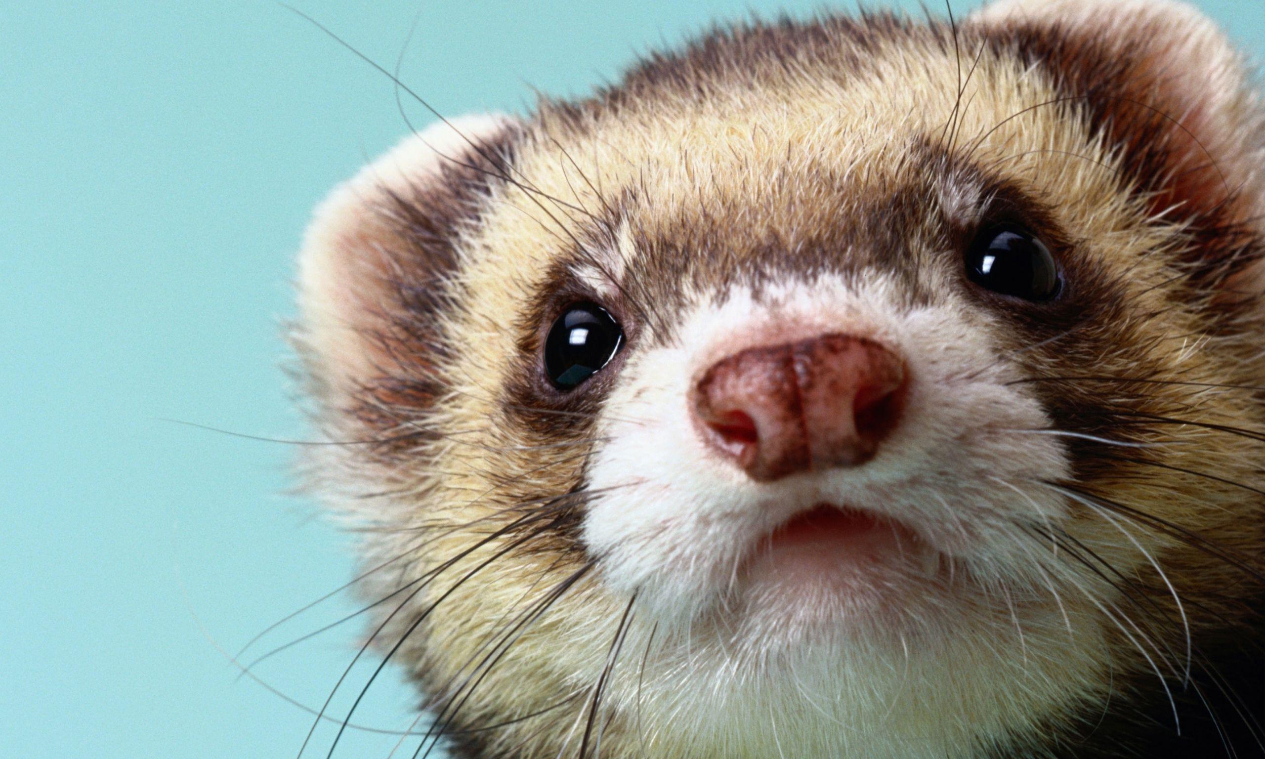 Ferrets Wallpapers Wallpaper Cave