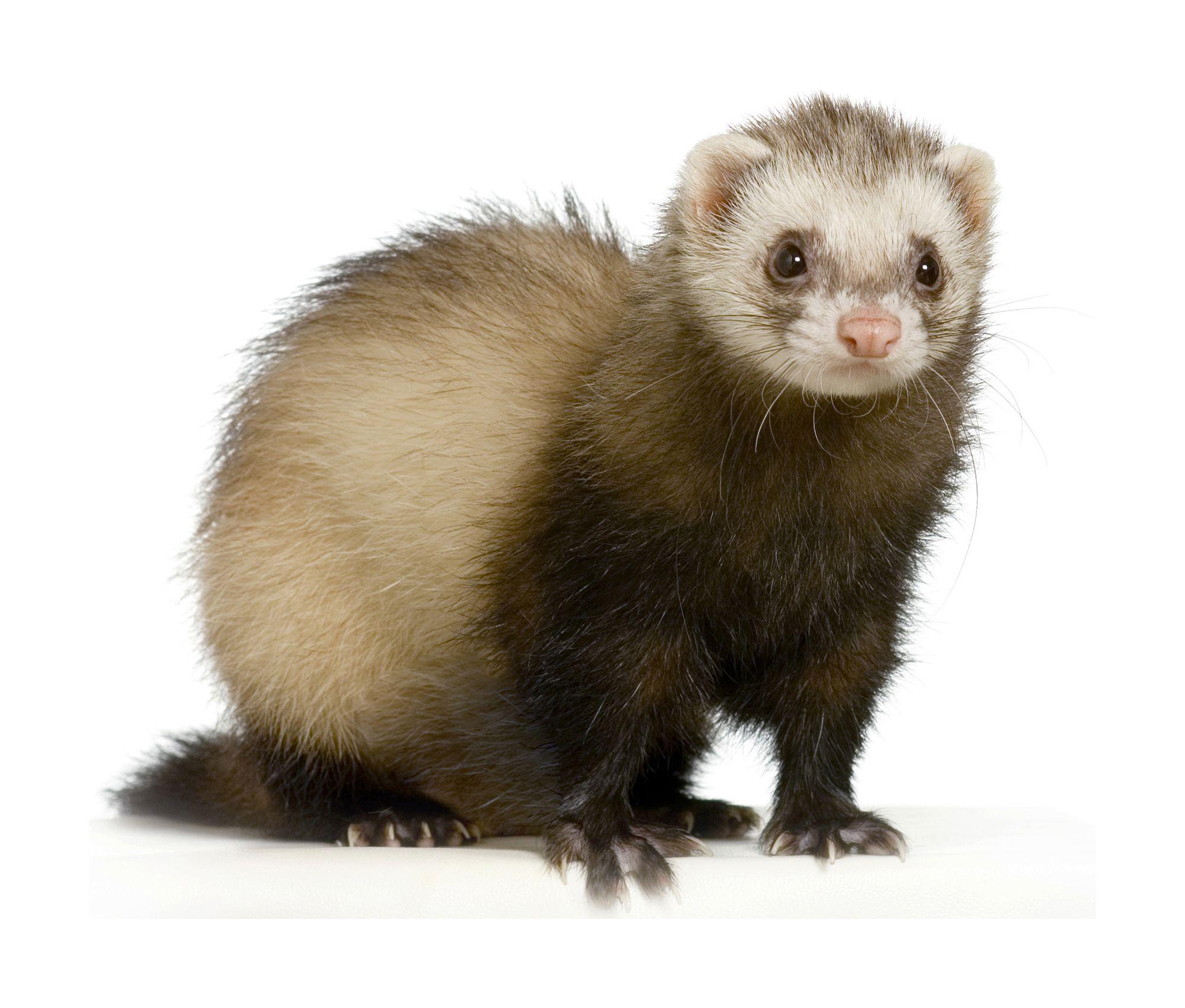Ferrets Wallpapers Wallpaper Cave