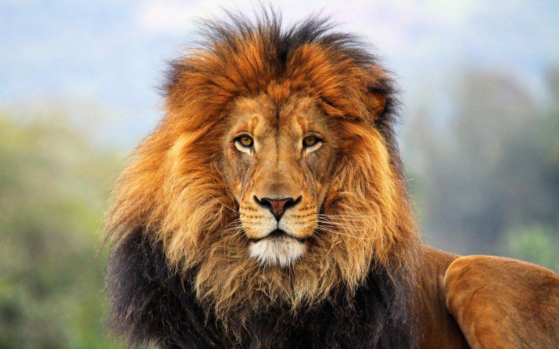 Lion HD Wallpapers Wallpaper Cave