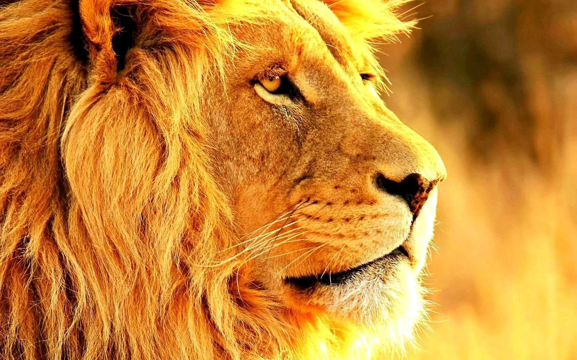 Lion HD Wallpapers Wallpaper Cave
