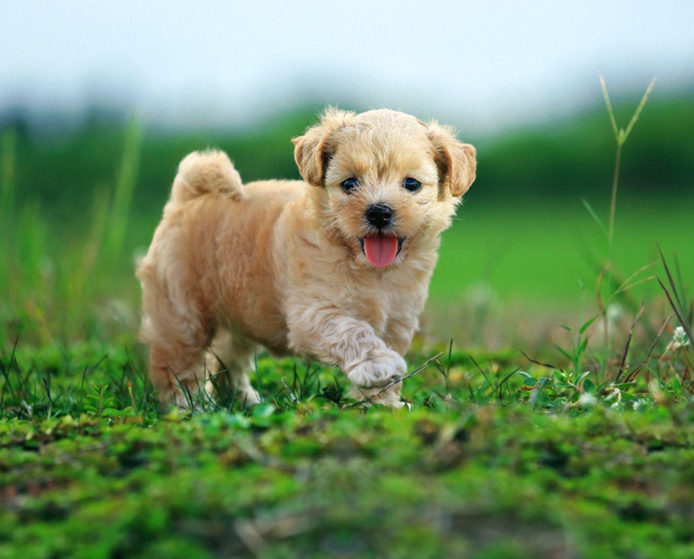 Cool Dogs Wallpapers Wallpaper Cave