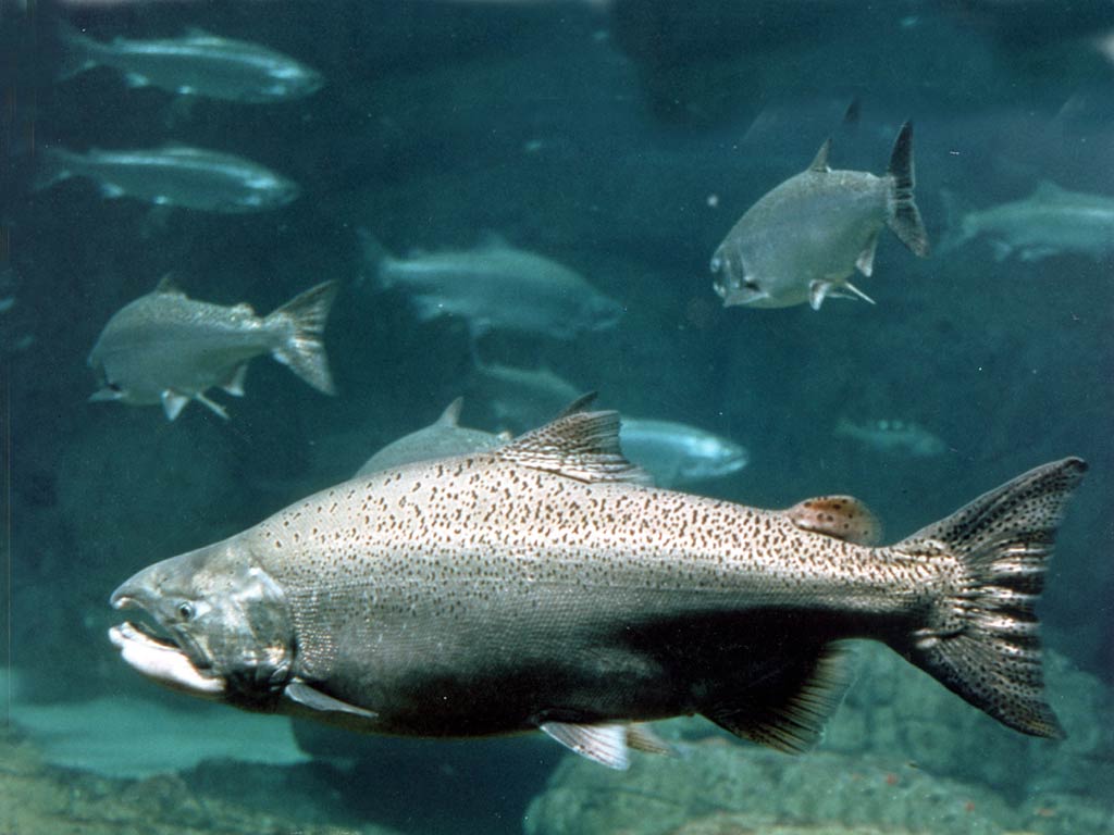 Salmon Wallpapers Wallpaper Cave