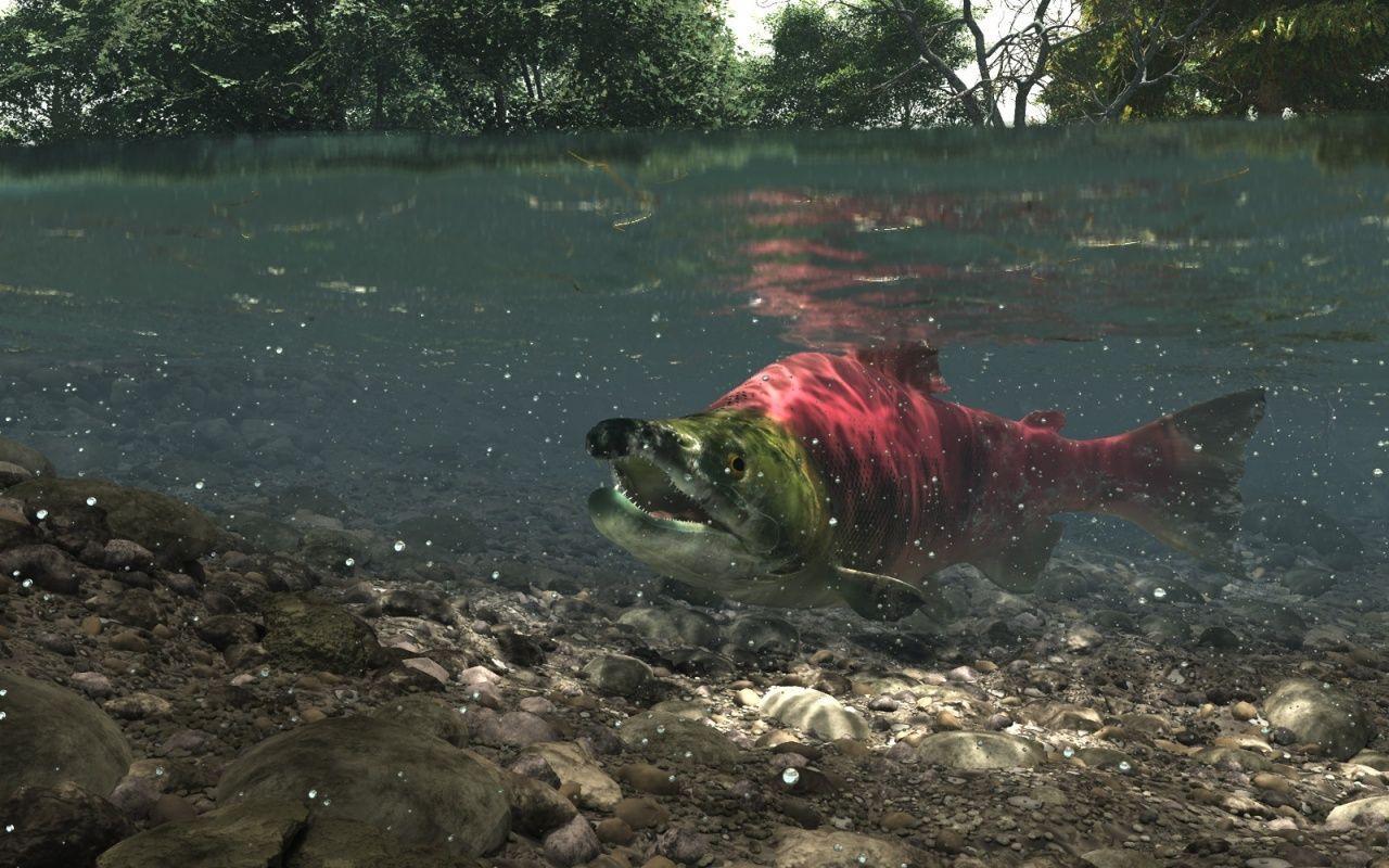 Salmon Wallpapers Wallpaper Cave