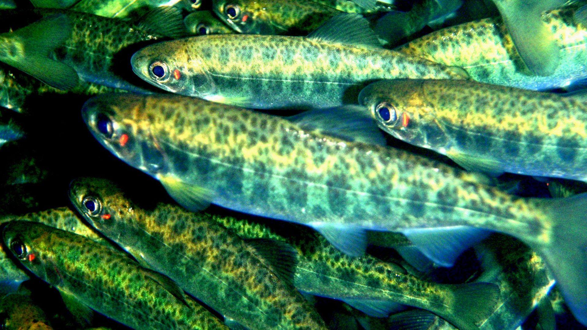 Salmon Wallpapers Wallpaper Cave