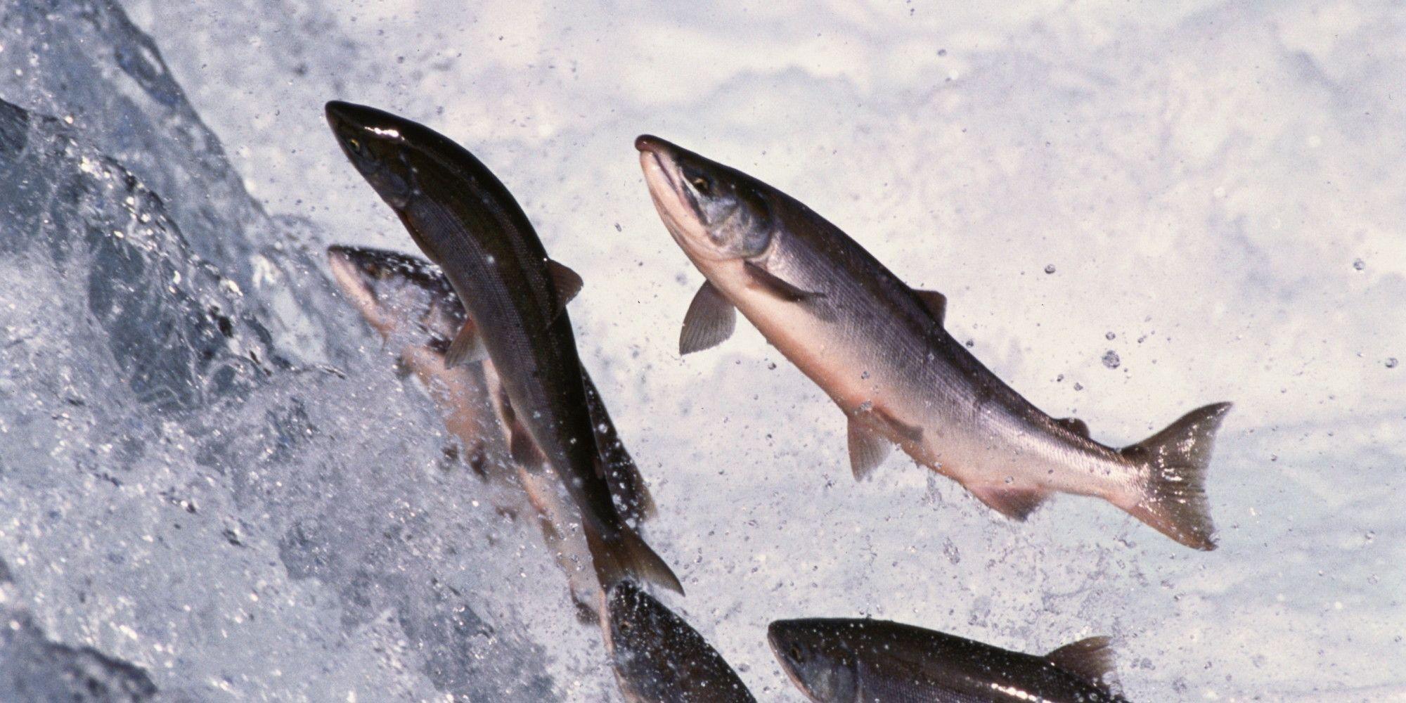 Salmon Wallpapers Wallpaper Cave