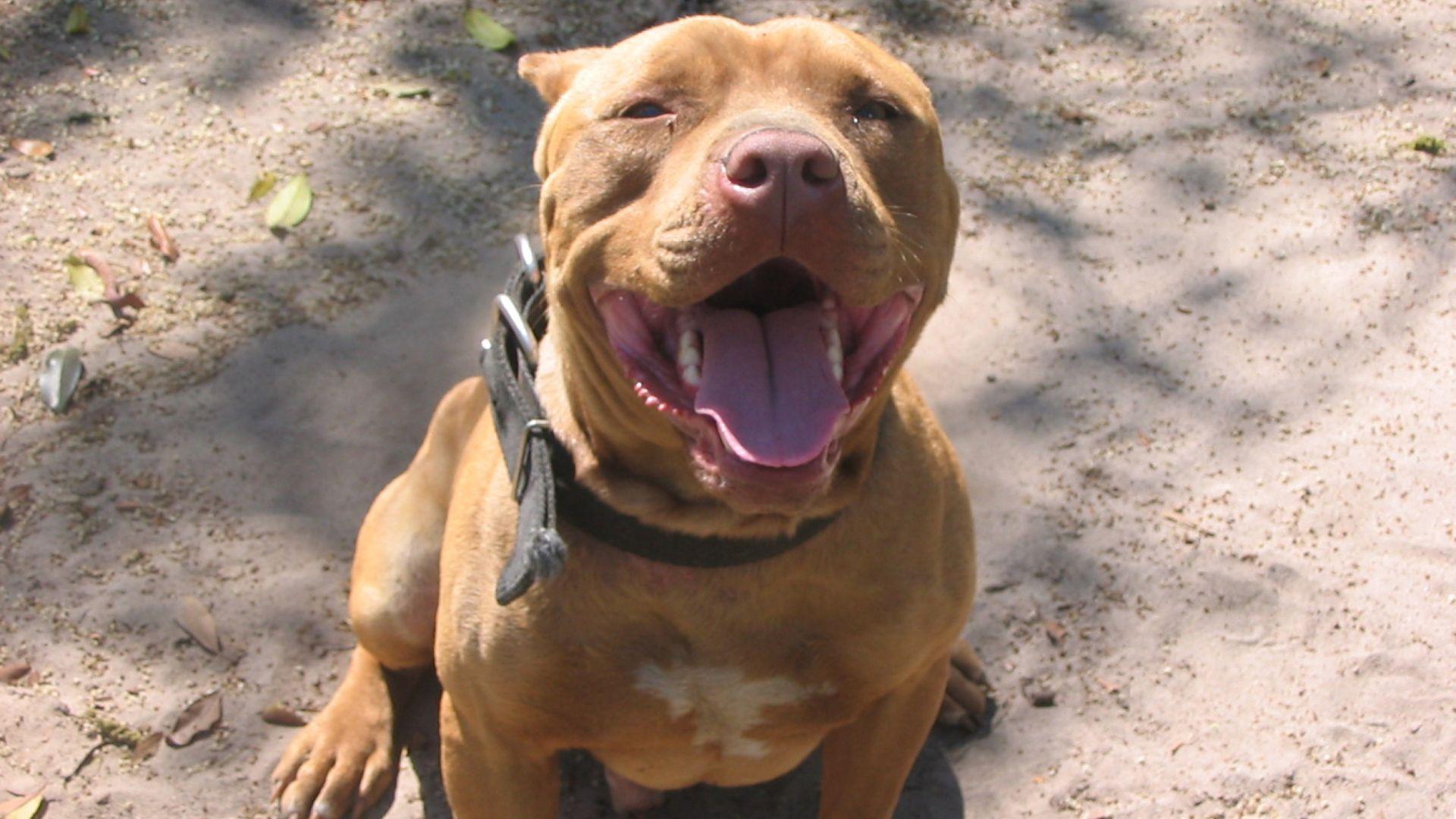 American Pit Bull Terrier Wallpapers Wallpaper Cave