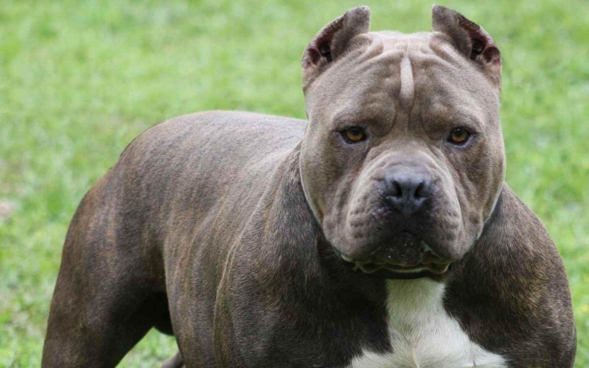 American Pit Bull Terrier Wallpapers Wallpaper Cave